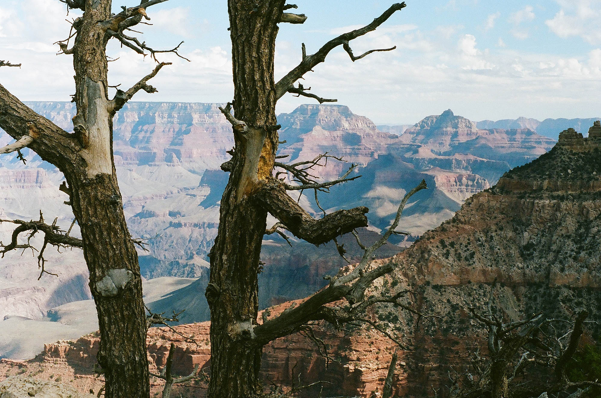 The Grand Canyon behind a dead tree