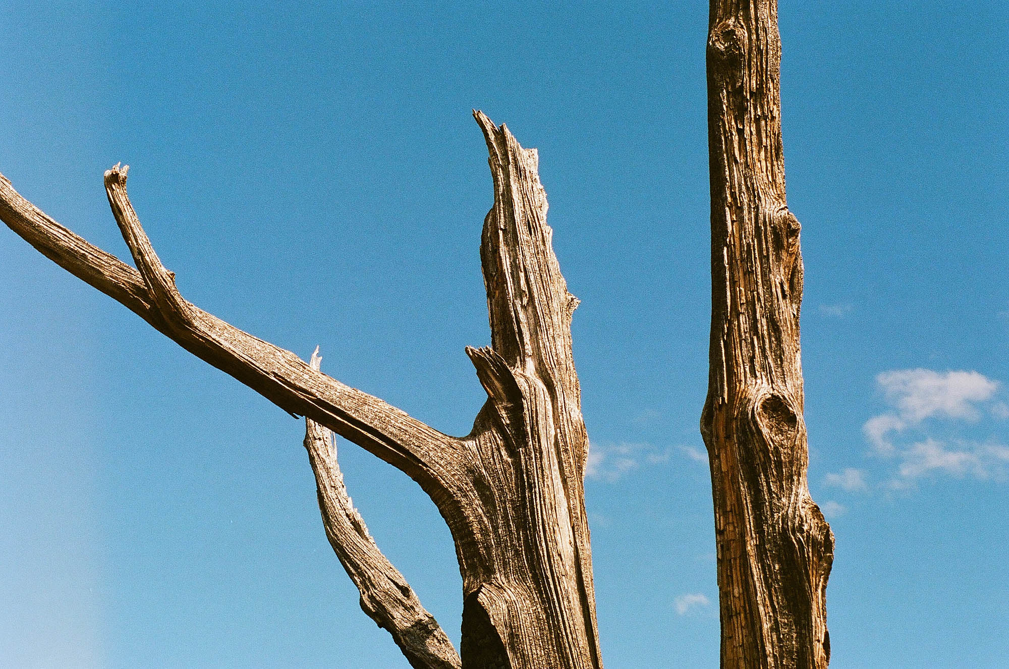 A dead forked tree against a blue sky