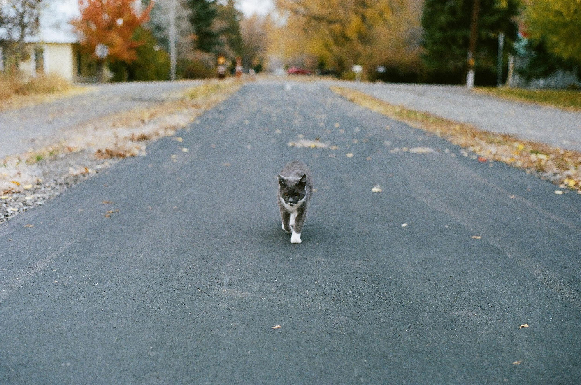 A stray cat walking down a path towards the camera