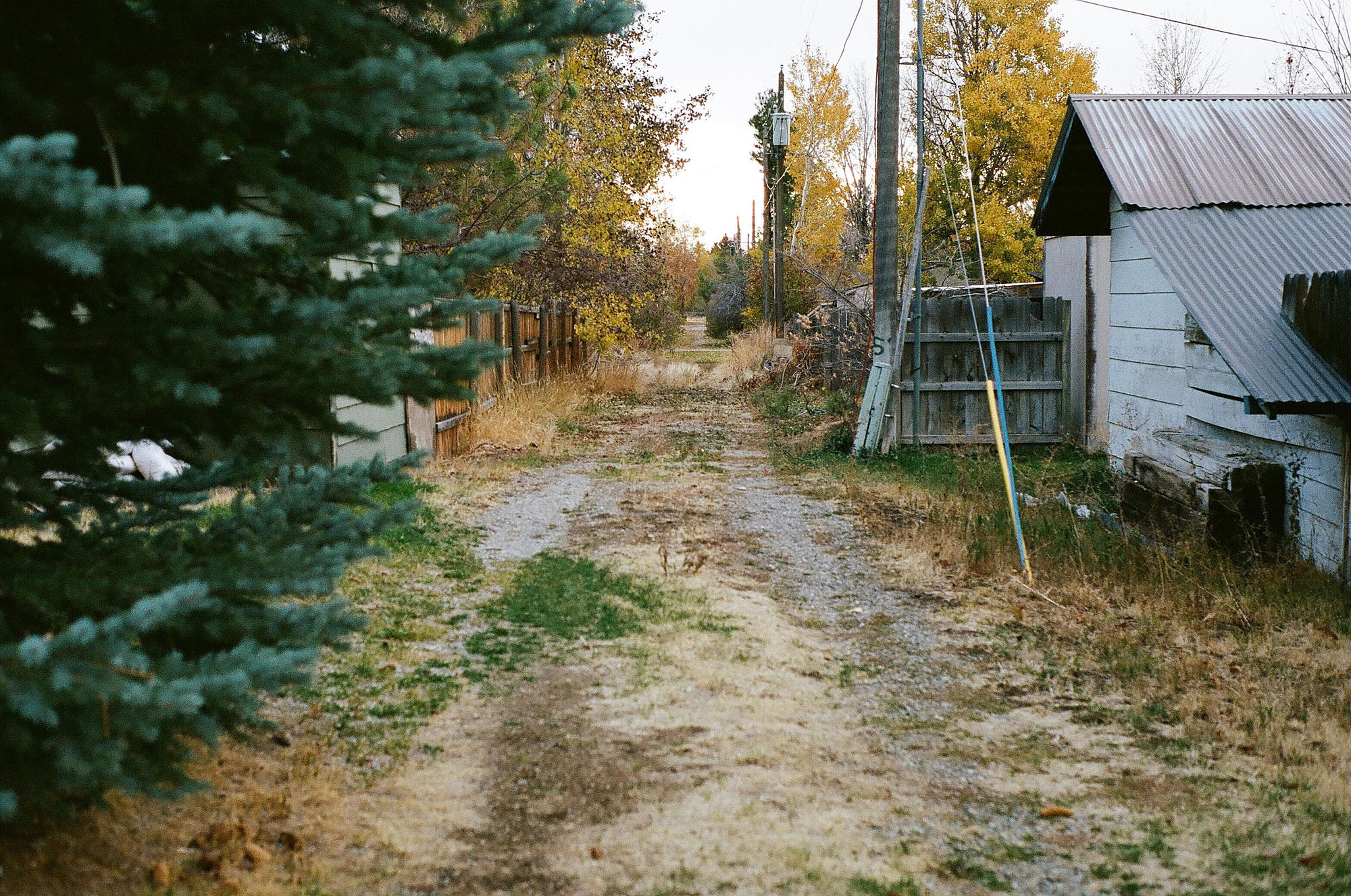 An overgrown alley