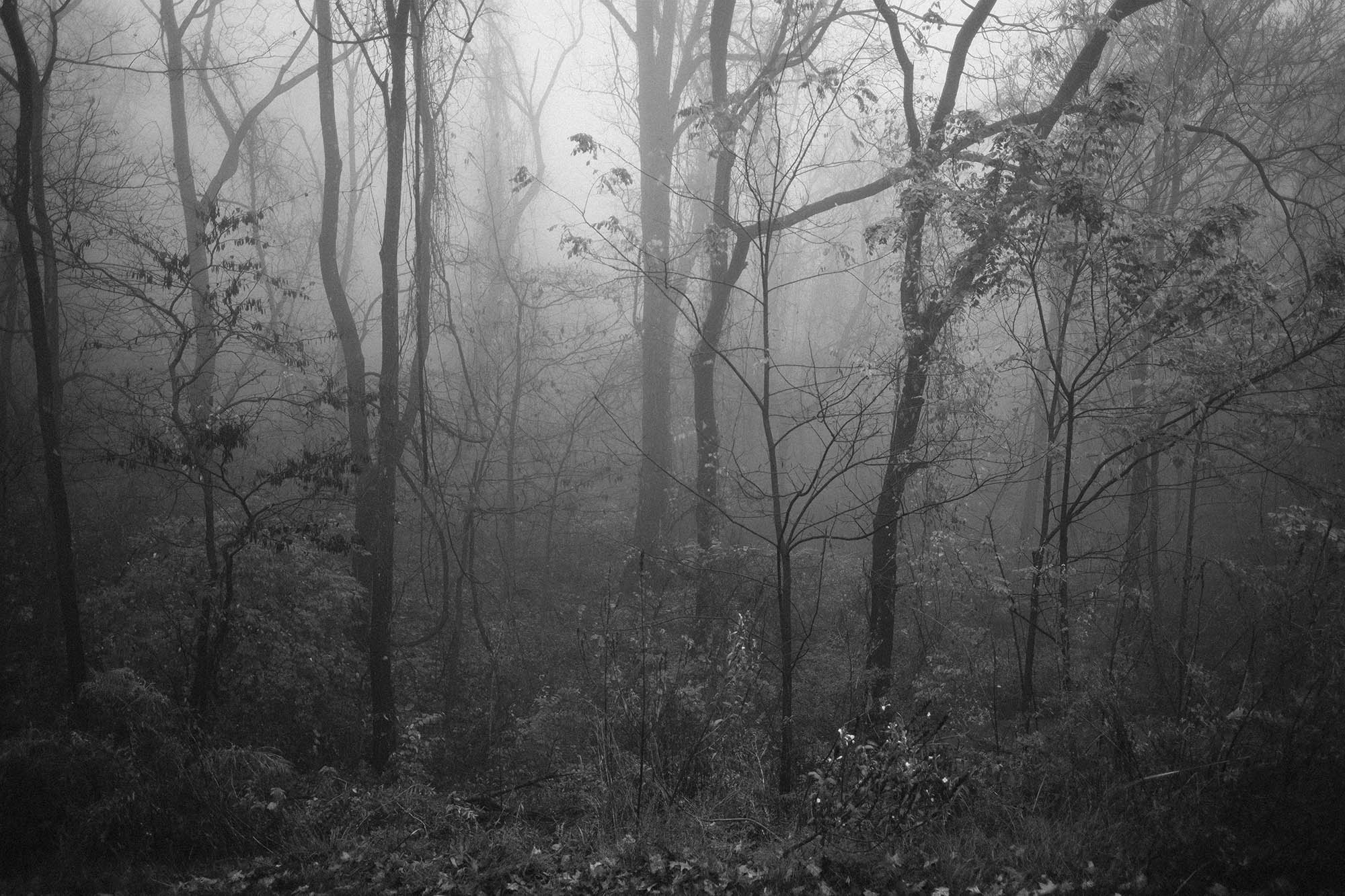 Woods in dense fog