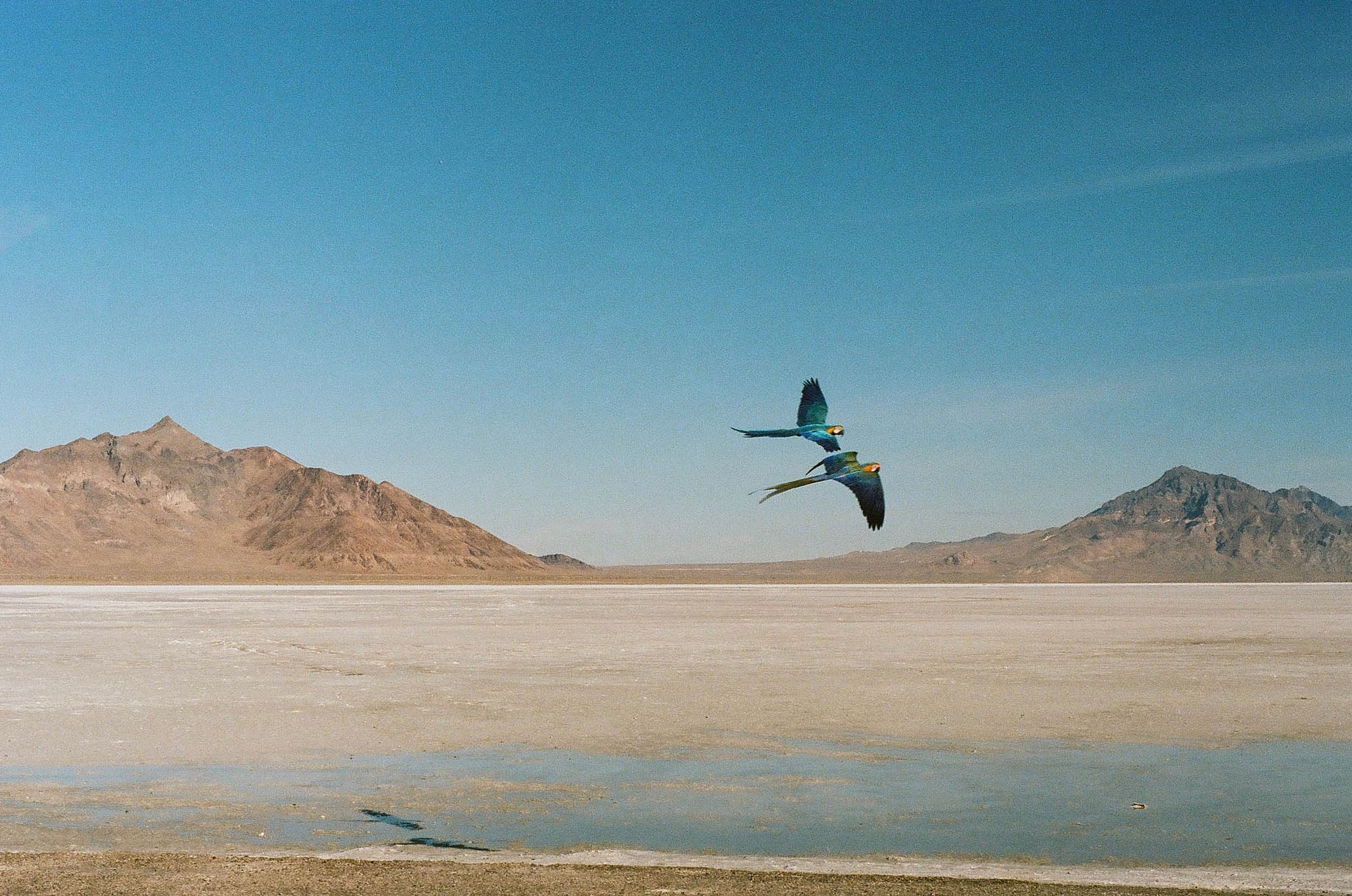 Two macaws flying at the salt flats