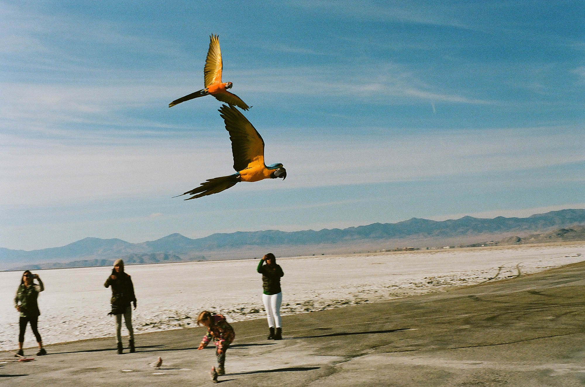 Two macaws flying at the salt flats