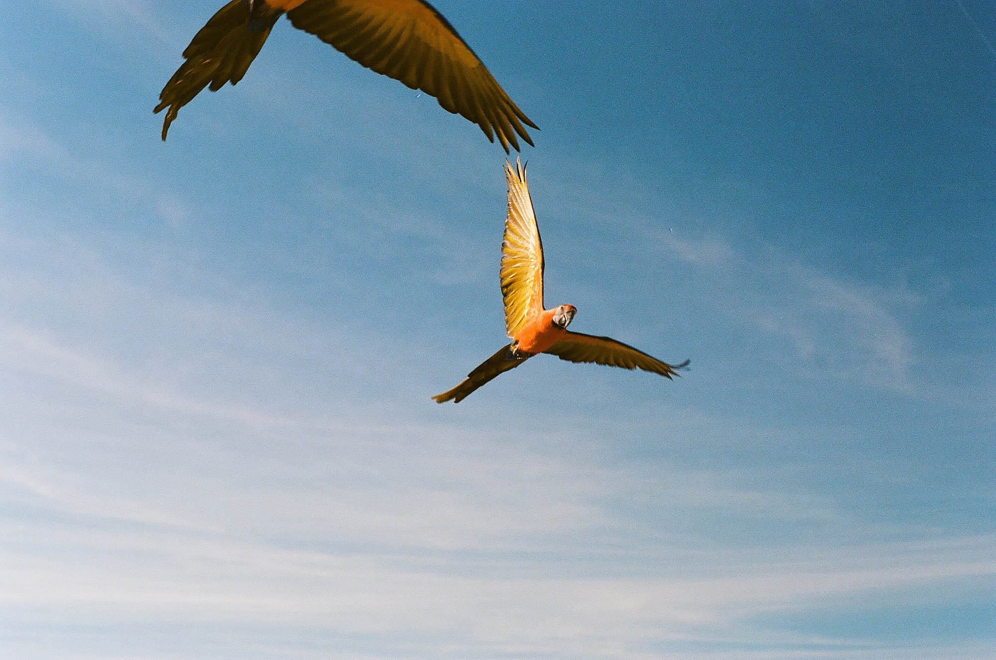 Two macaws flying at the salt flats