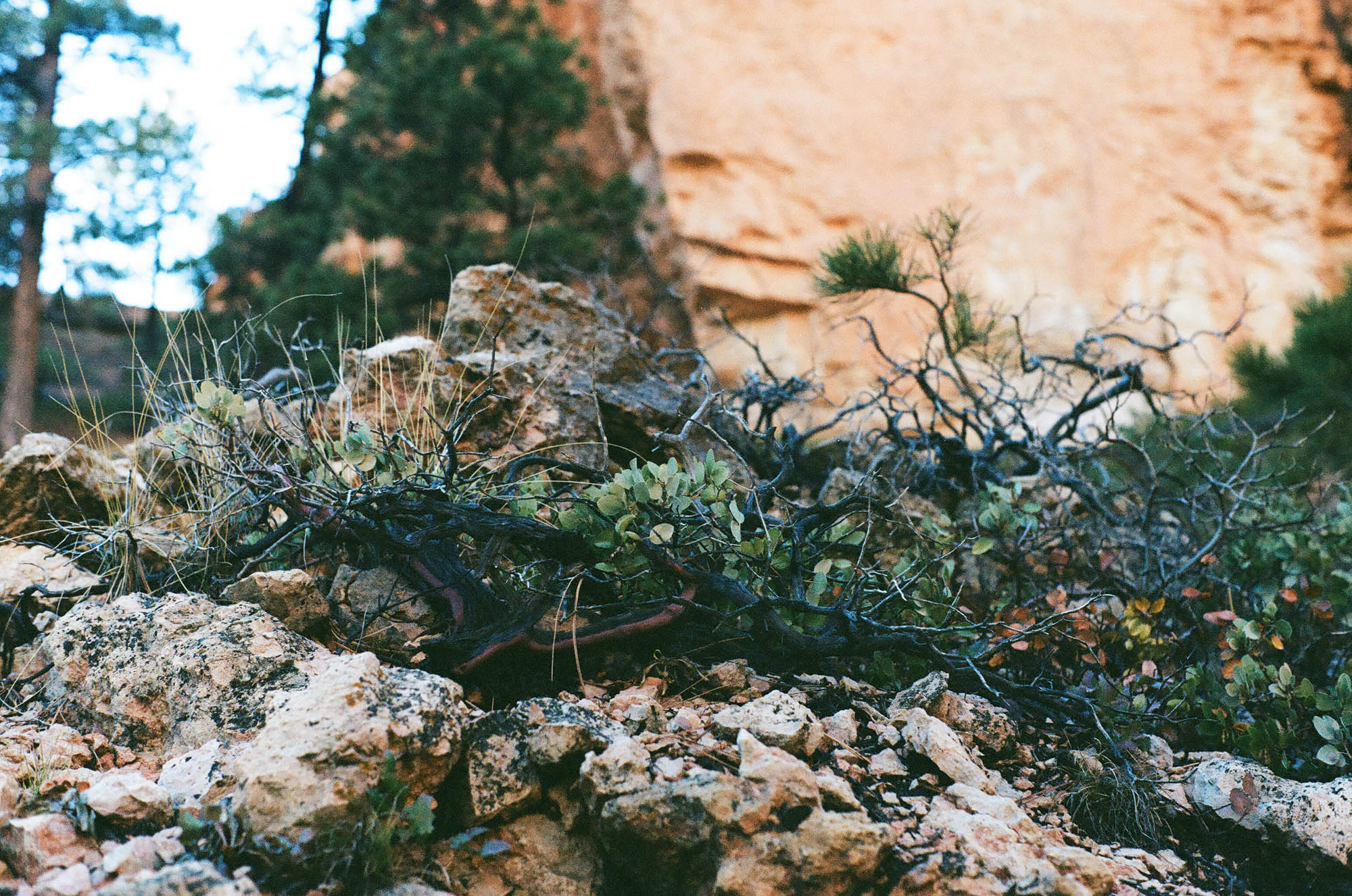 Bryce Canyon