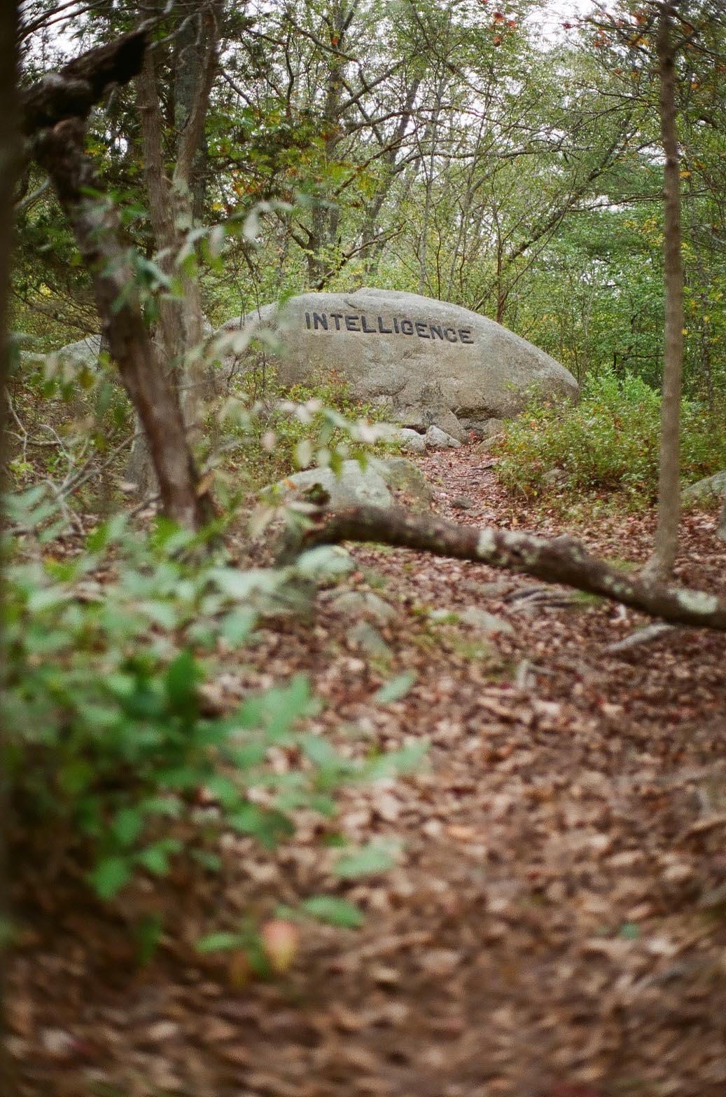 A boulder in the woods carved with the phrase: Intelligence