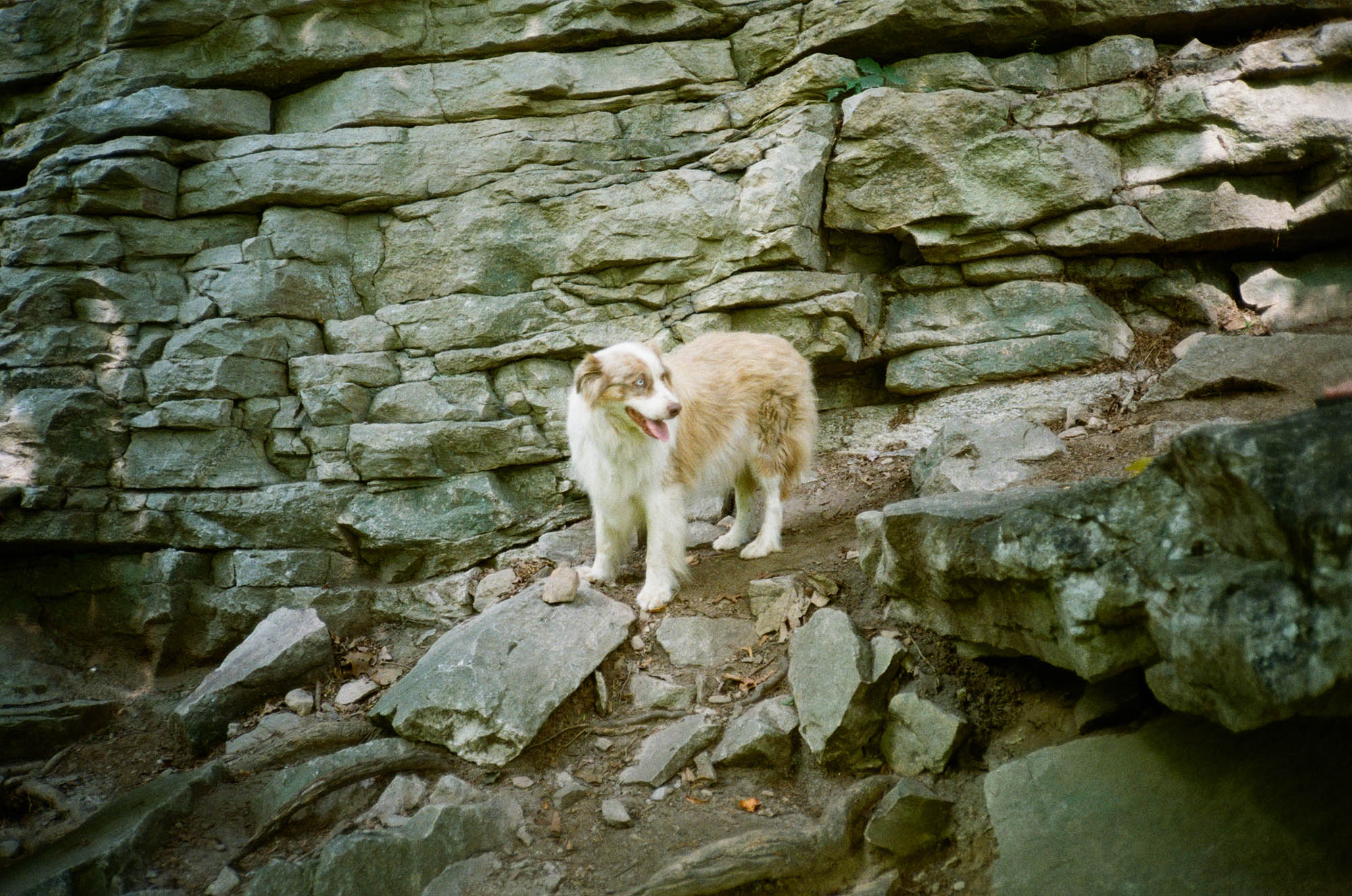 An Australian Shepherd dog at the foot of a rock wall