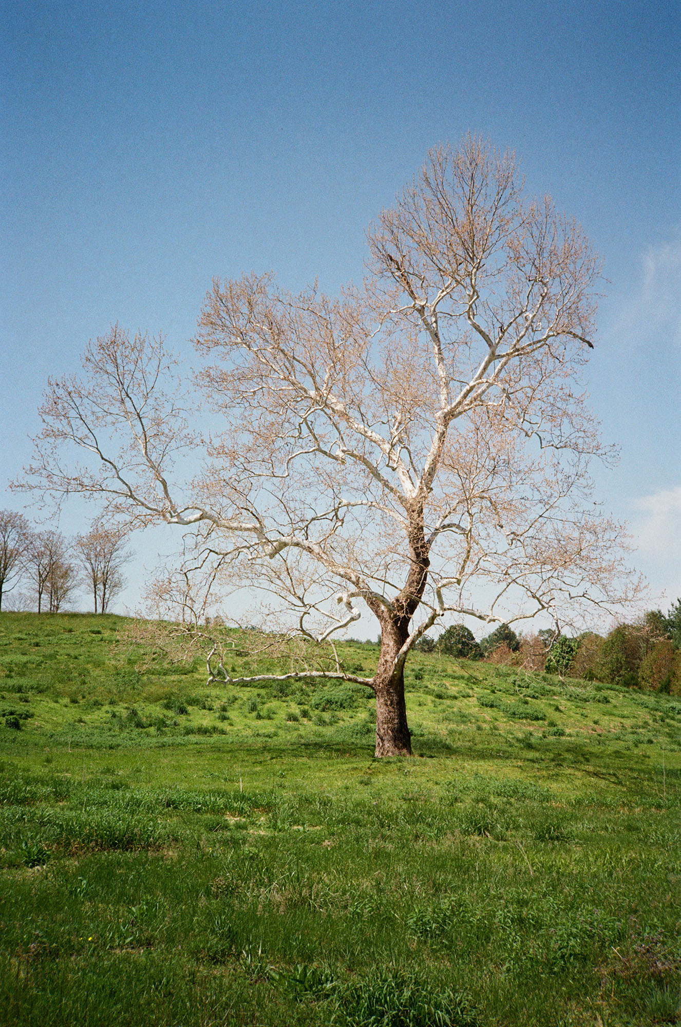 A large tree in a field