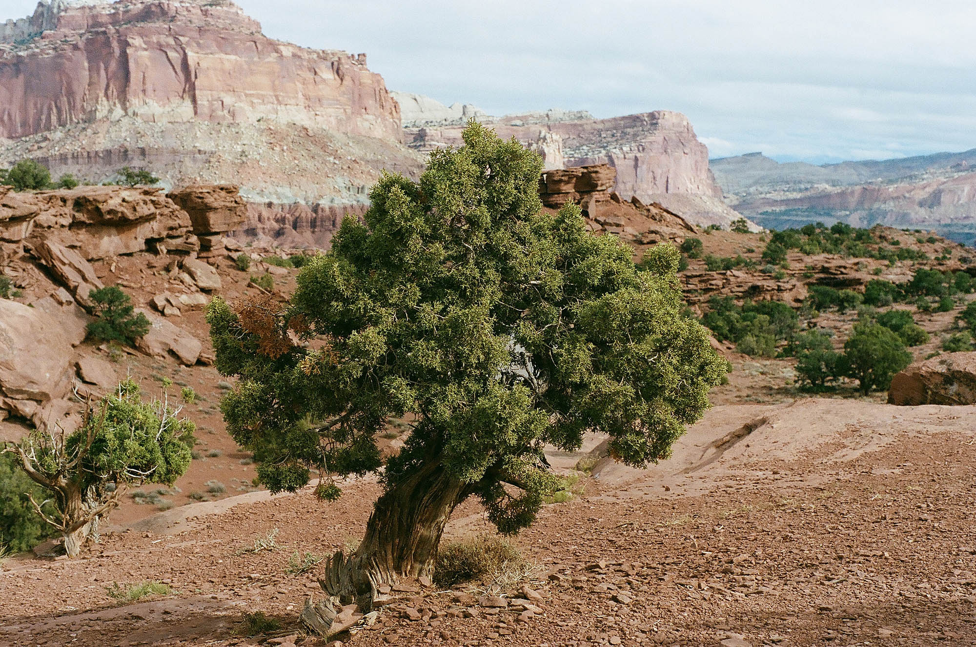 Utah landscape with a hedge in the foreground