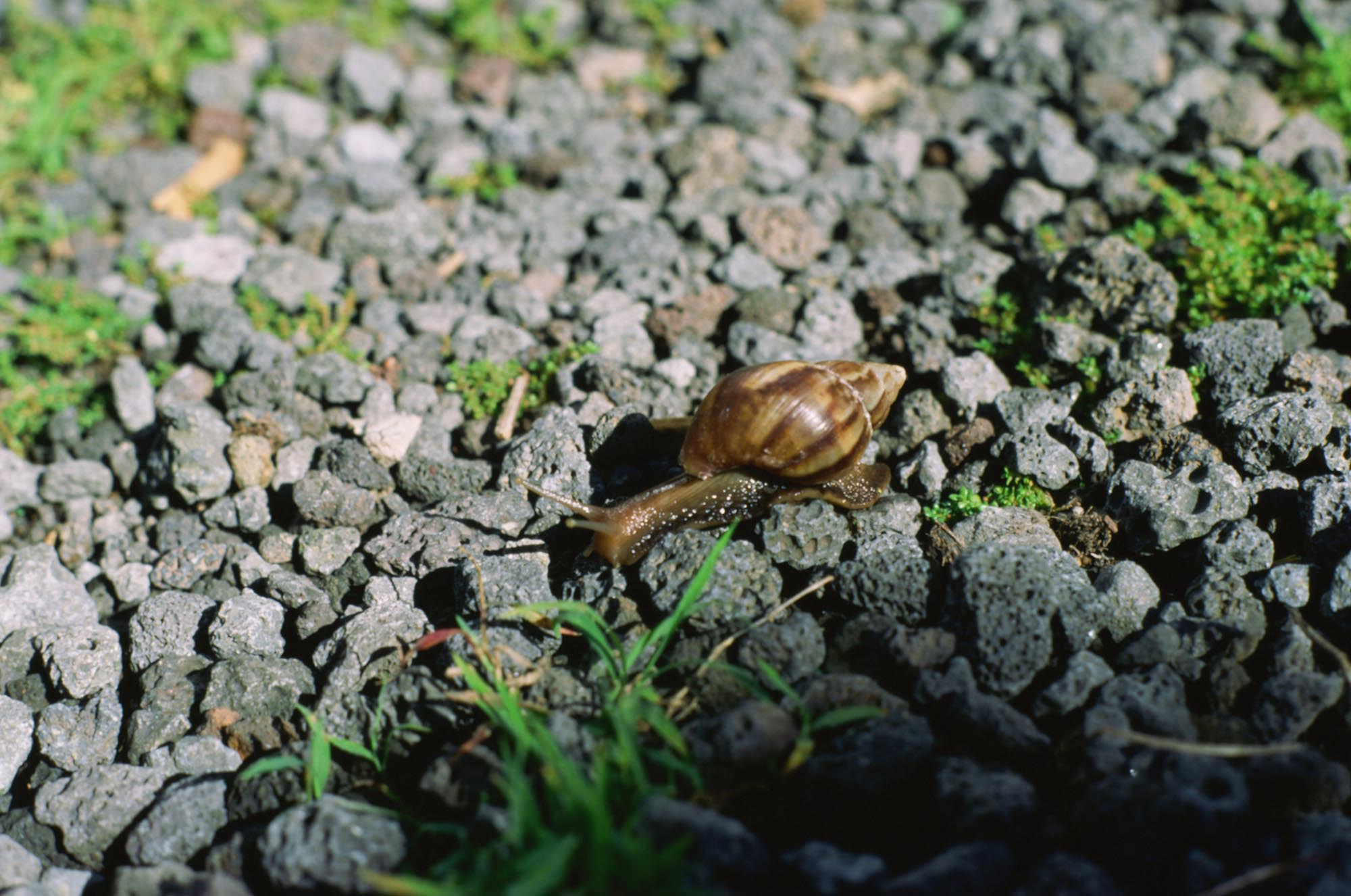 A snail on a gravel driveway