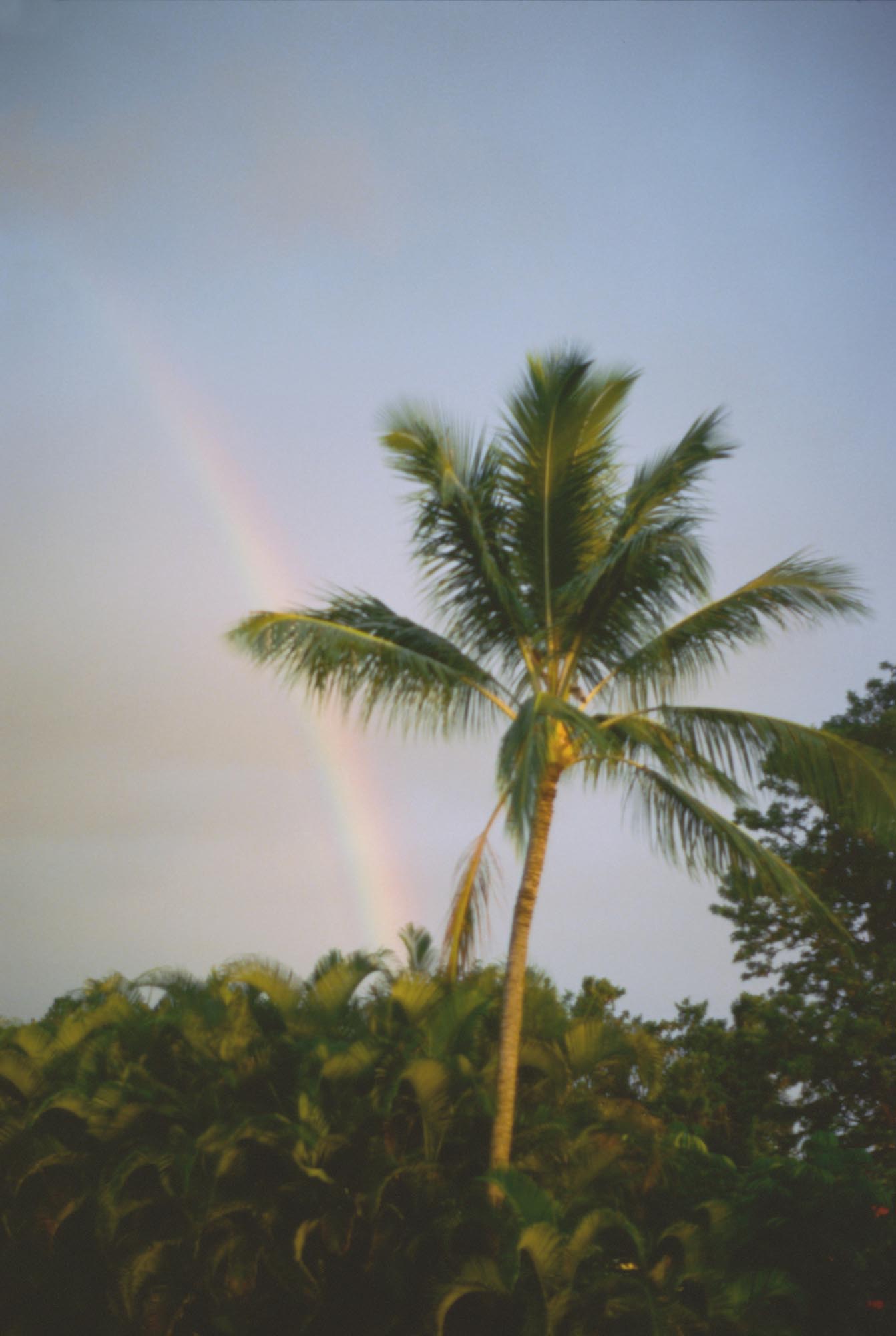 A rainbow behind a palm tree