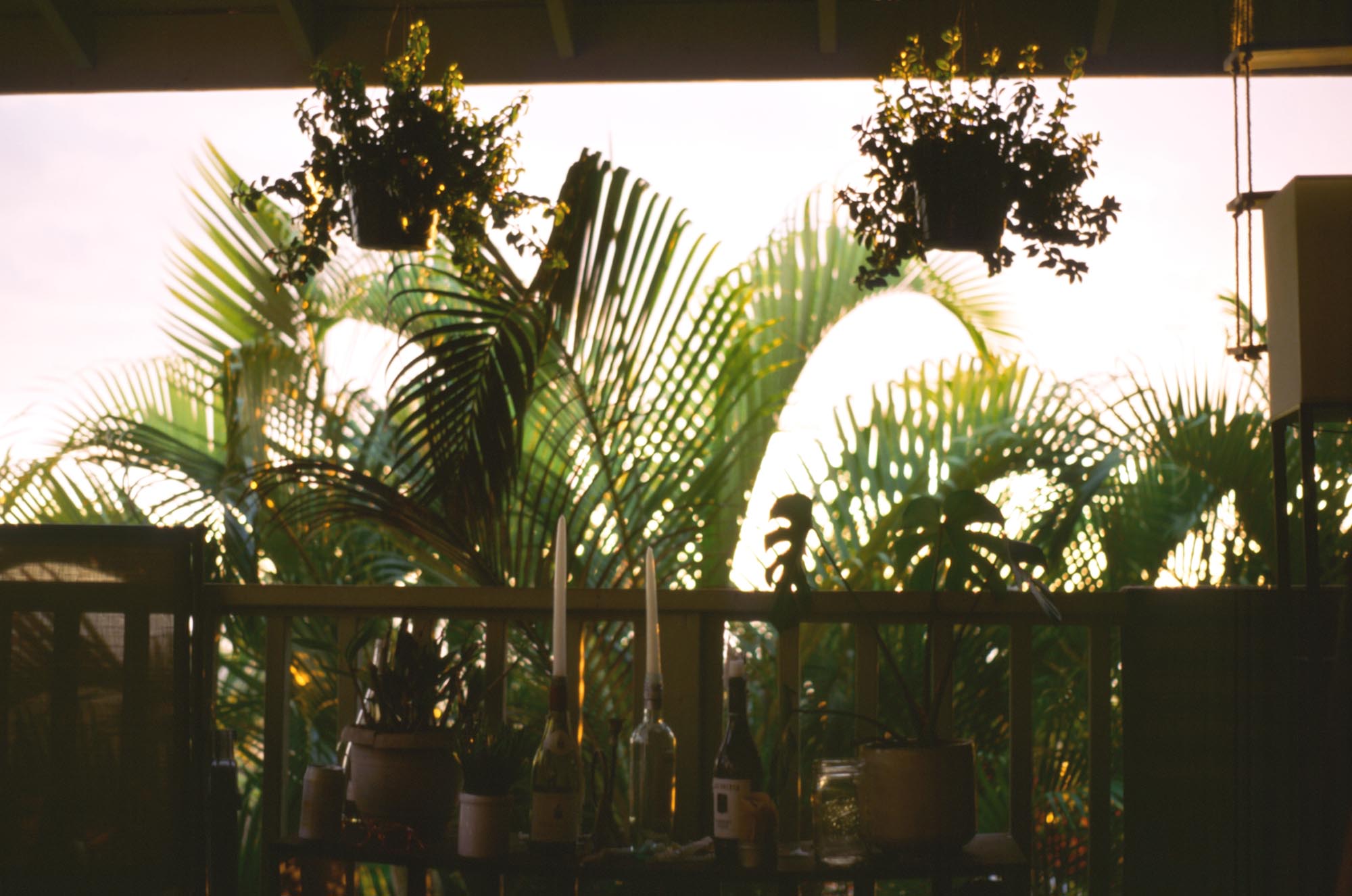 Ferns and palms behind a porch