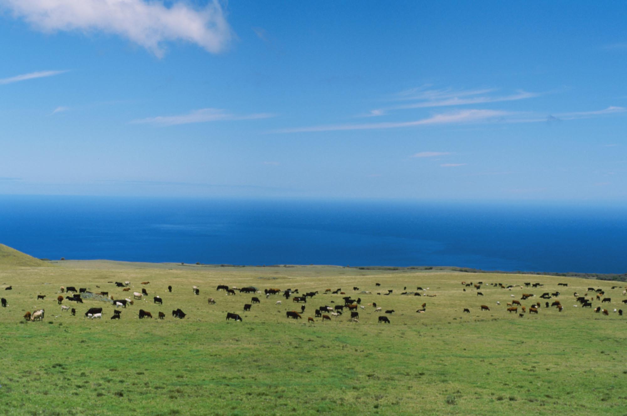 A field with a large group of horses