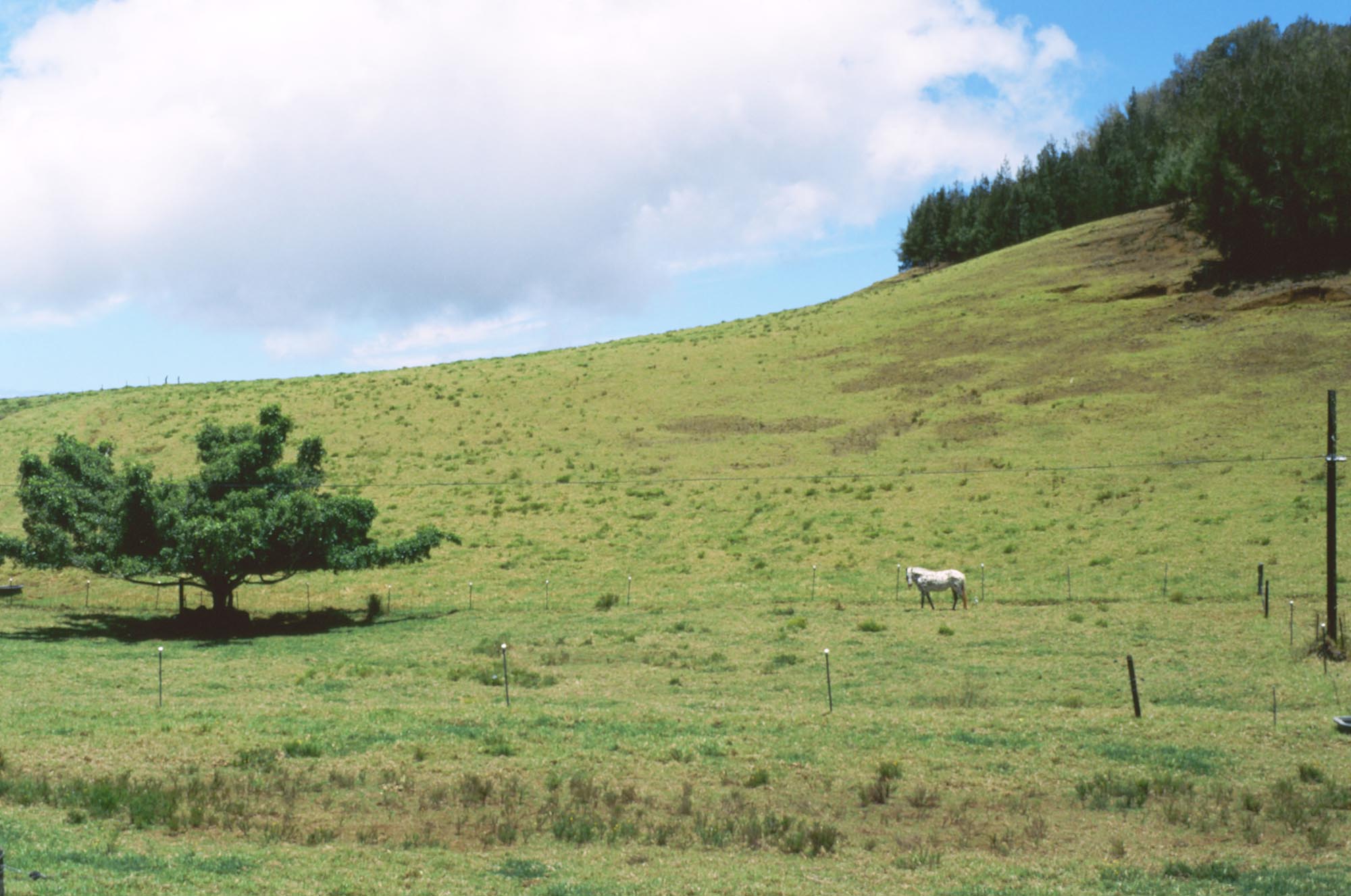 A hill with a single white horse in the distance