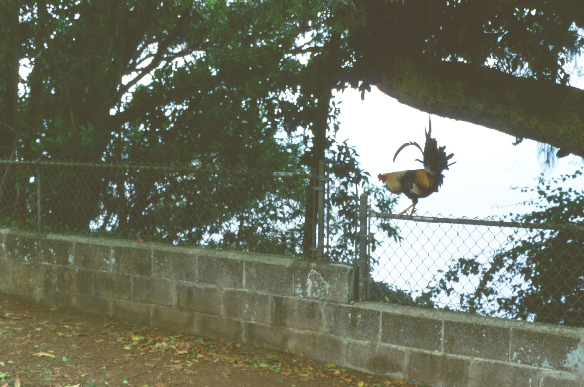 A rooster on a concrete block ledge