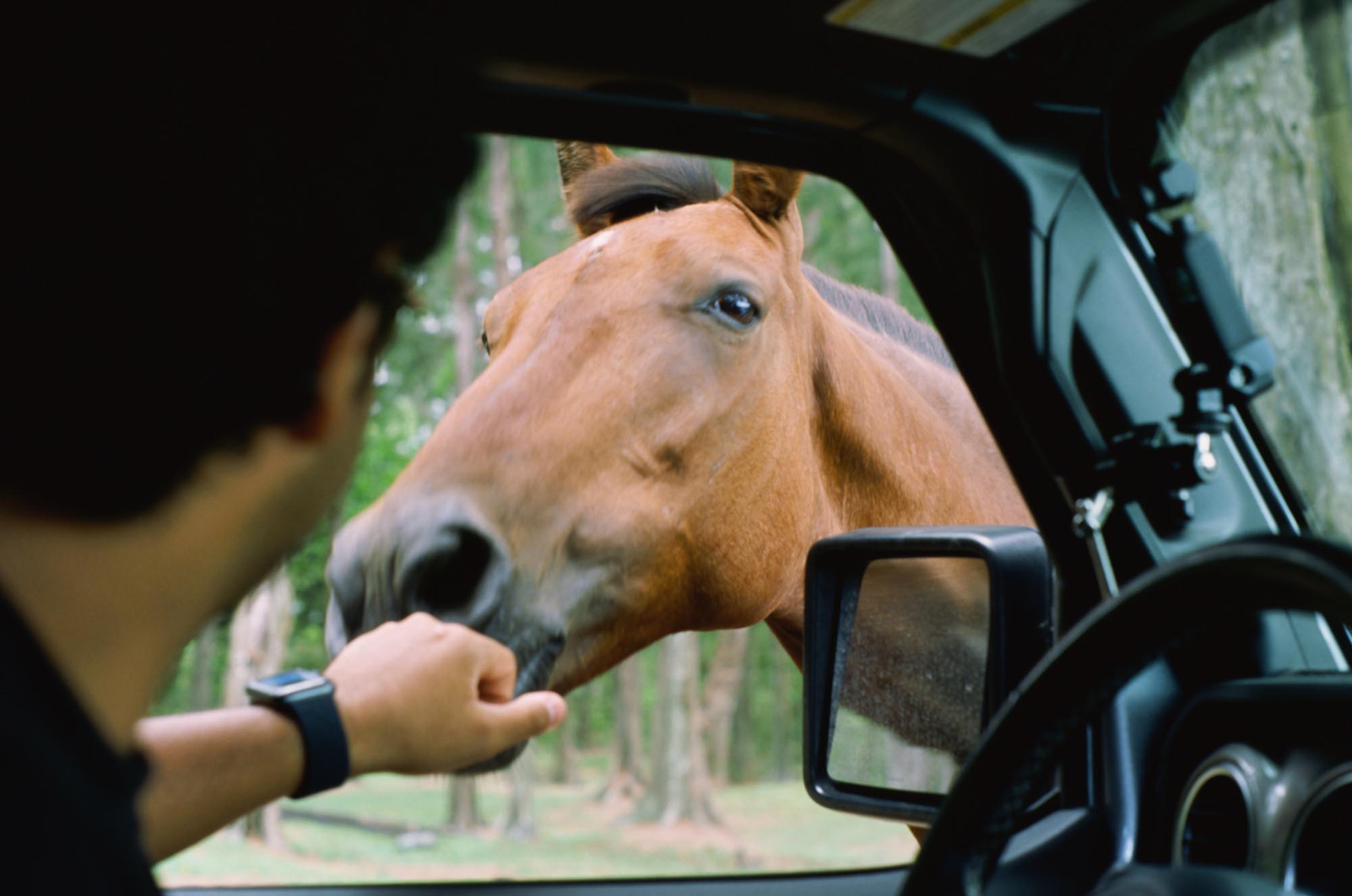 The driver of a Jeep reaching out to a wild horse outside the window