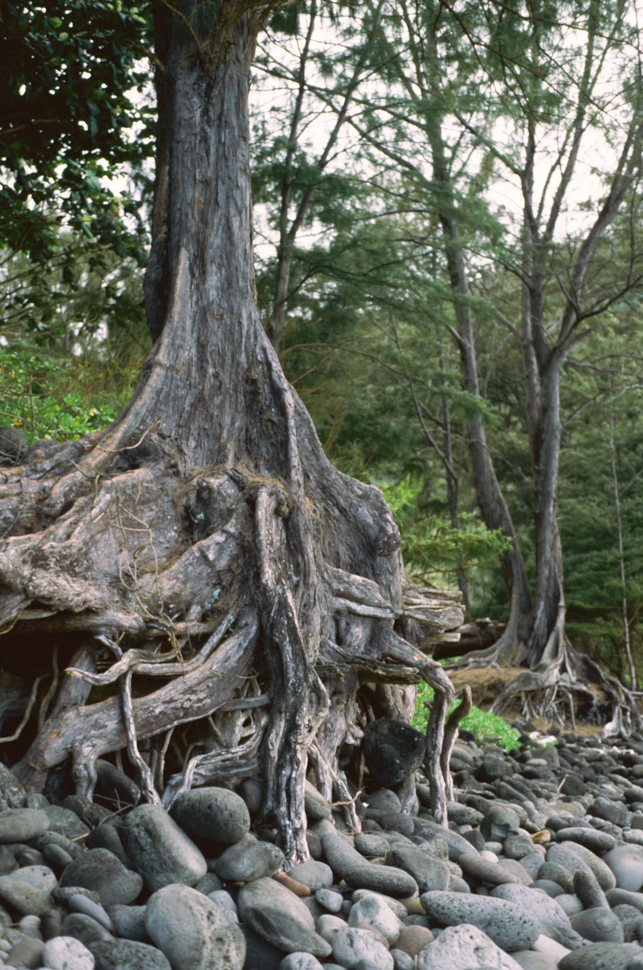 A large tree with exposed roots on the beach