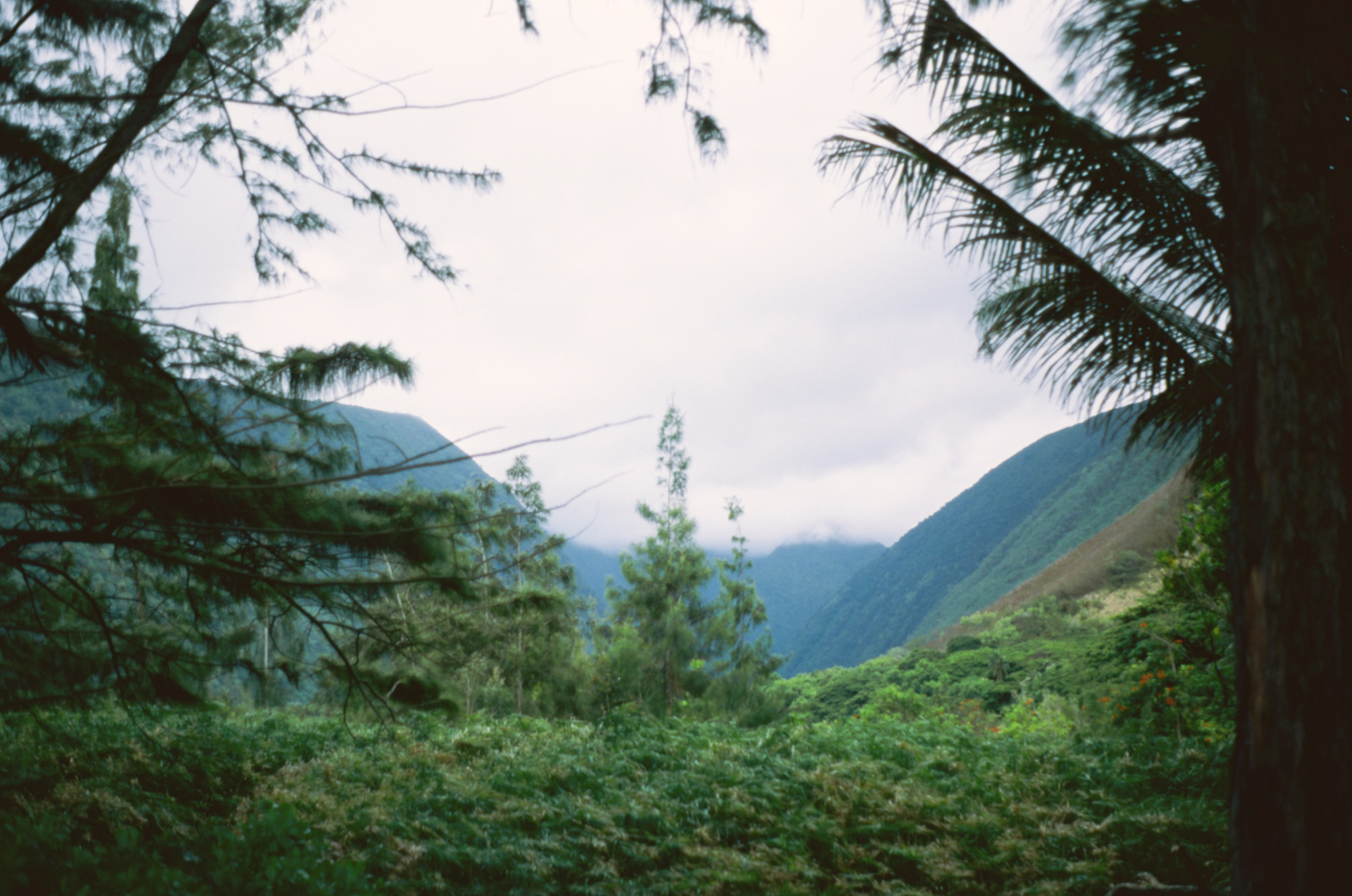 Looking at the valley through lush trees