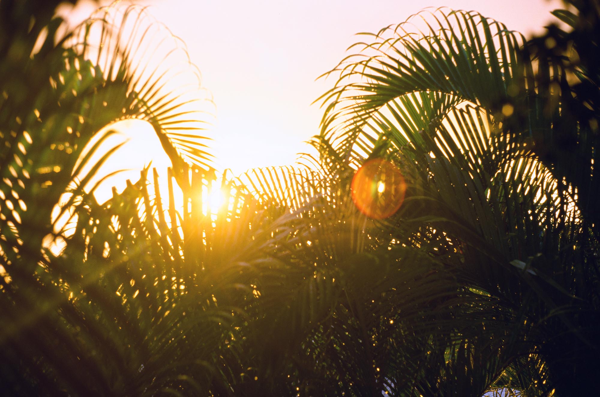 Palm leaves at sunset