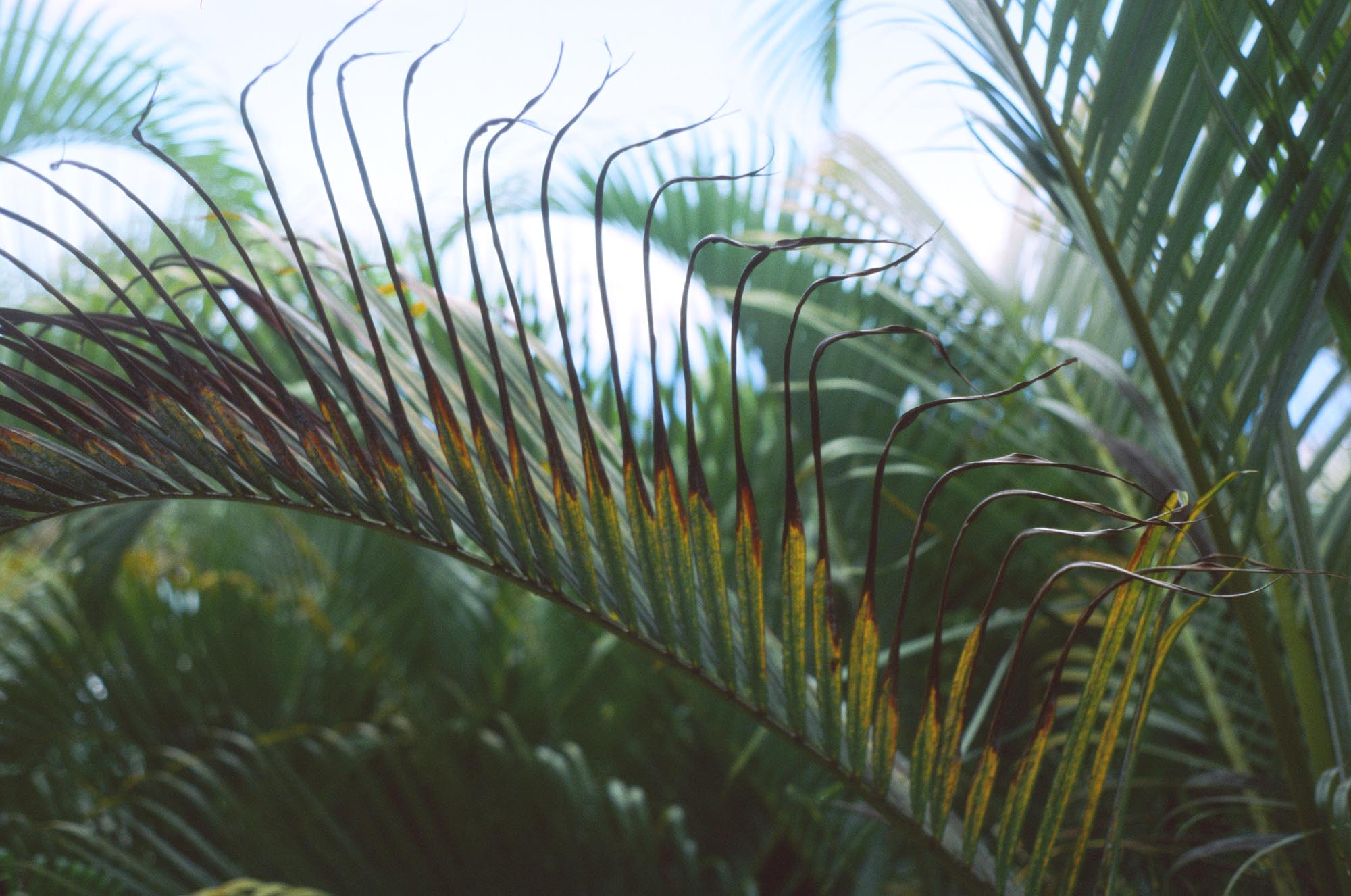 A close up of palm leaves