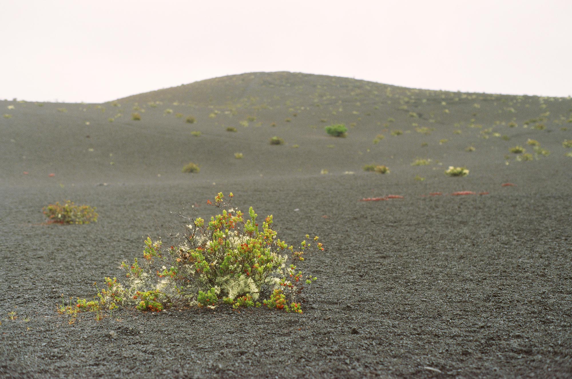 A shrub in a lava gravel field