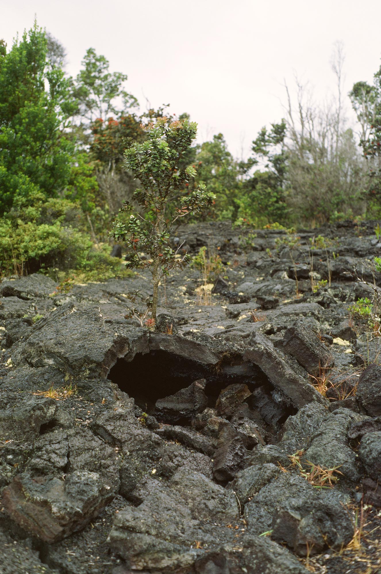 A small hole in a lava field