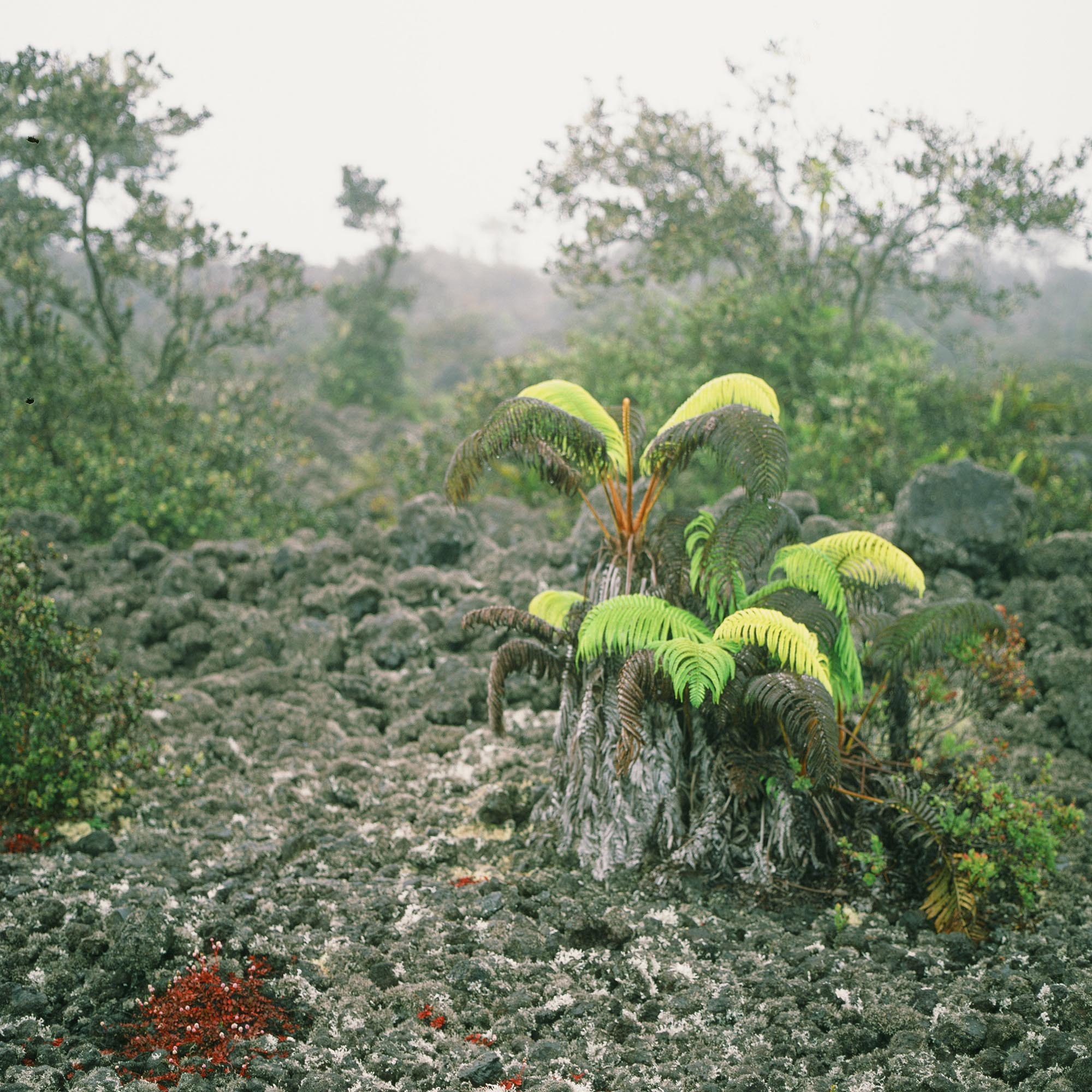 Ferns in a foggy field of gravel