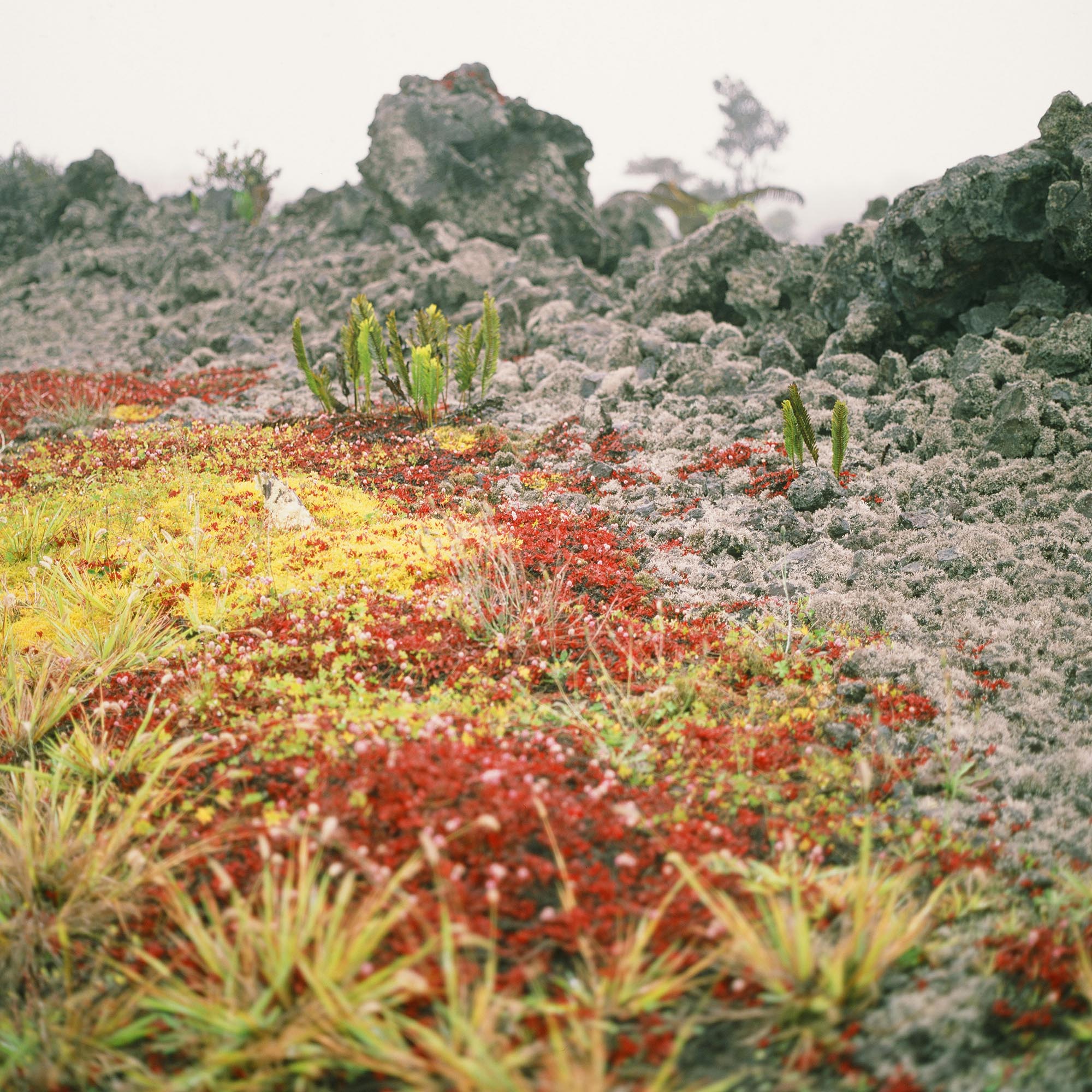 Ferns in a foggy field of gravel