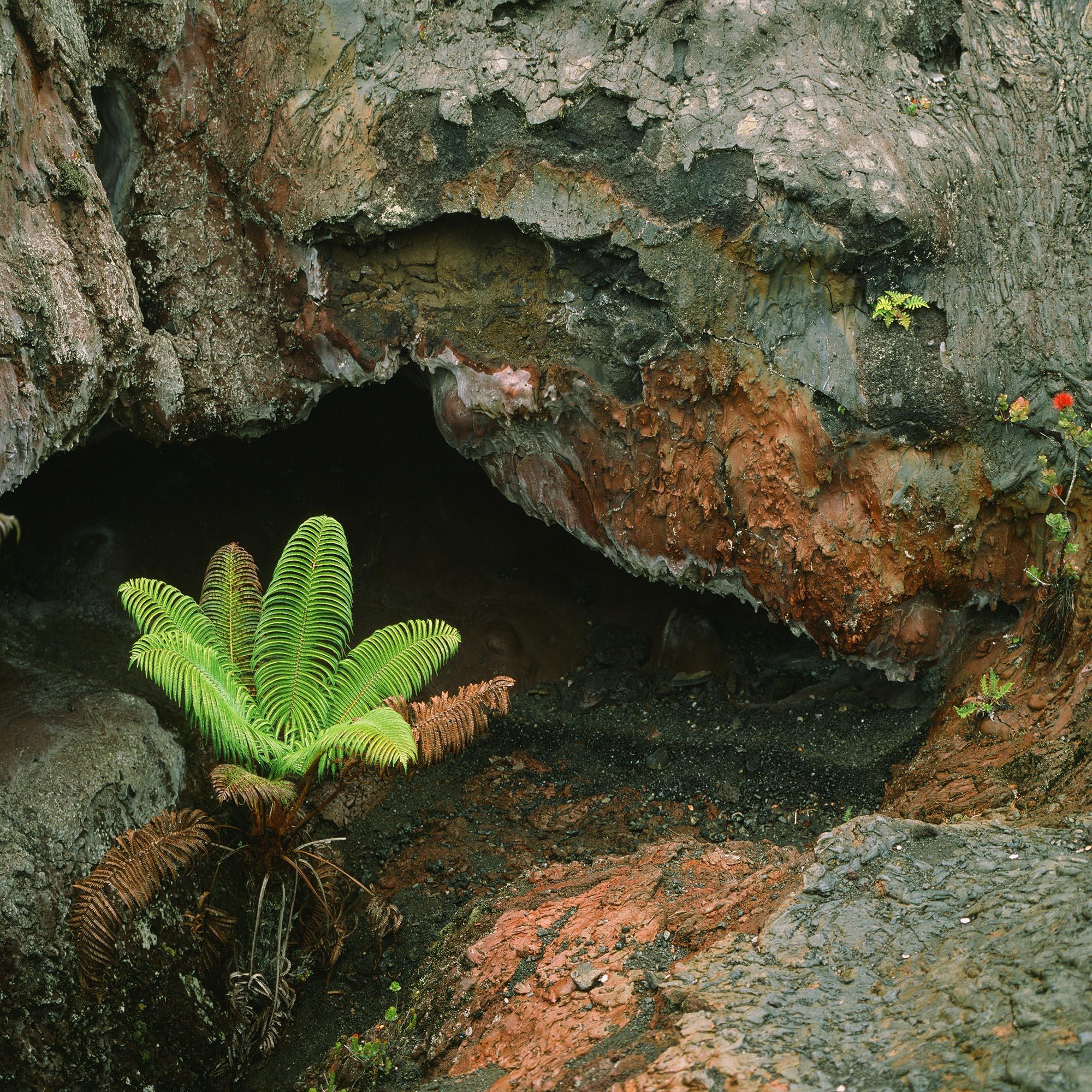 A fern in a hardened lava cove