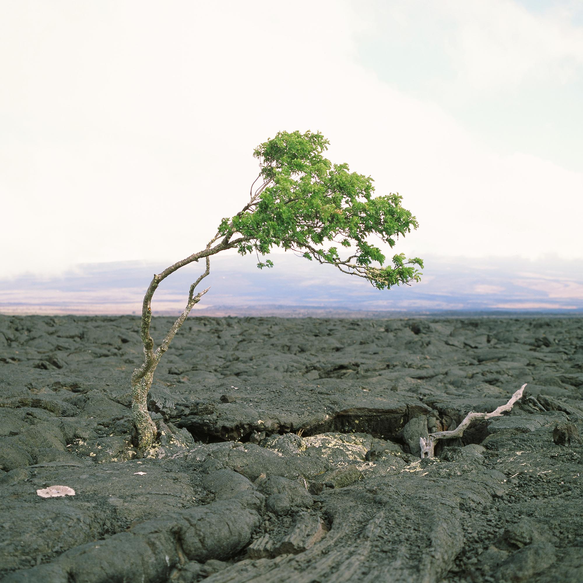 A lone tree in a field of hardened lava