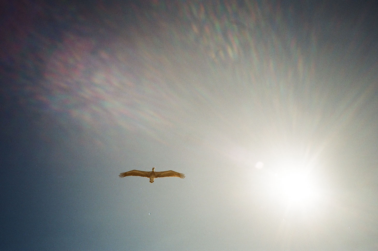 A pelican flying overhead