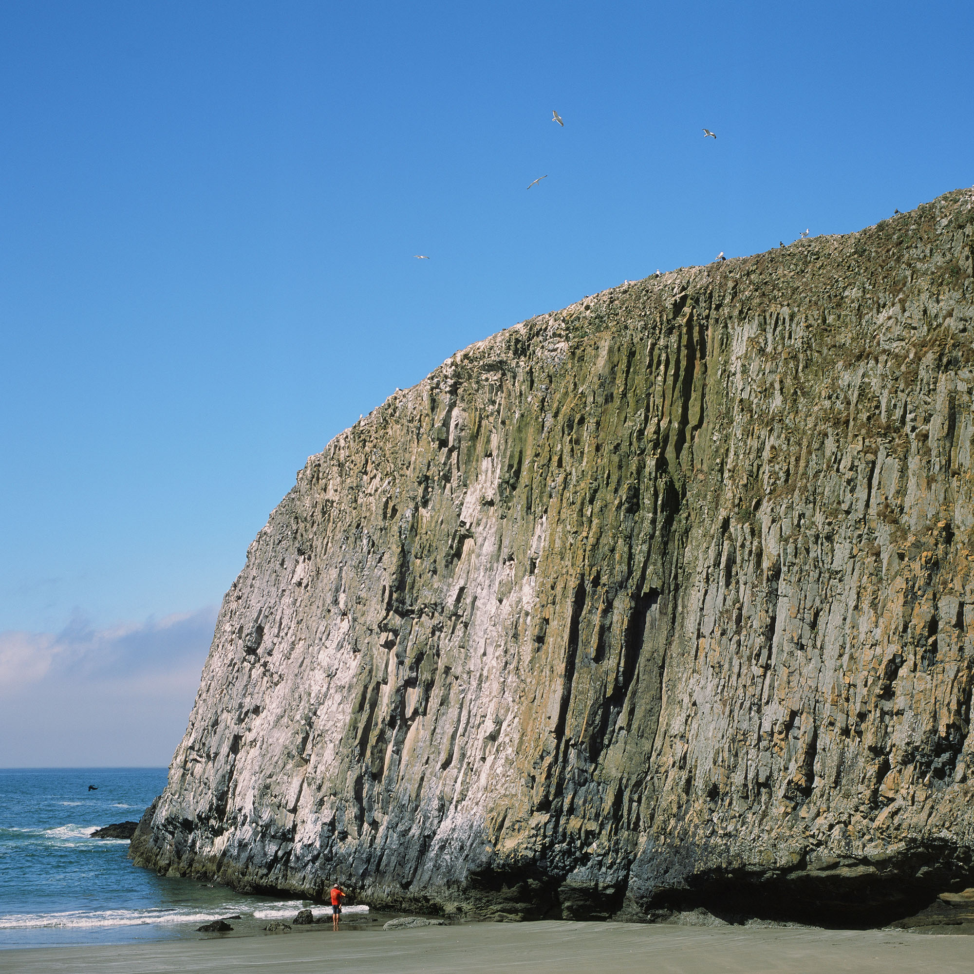 Oceanside cliffs with nesting cormorants