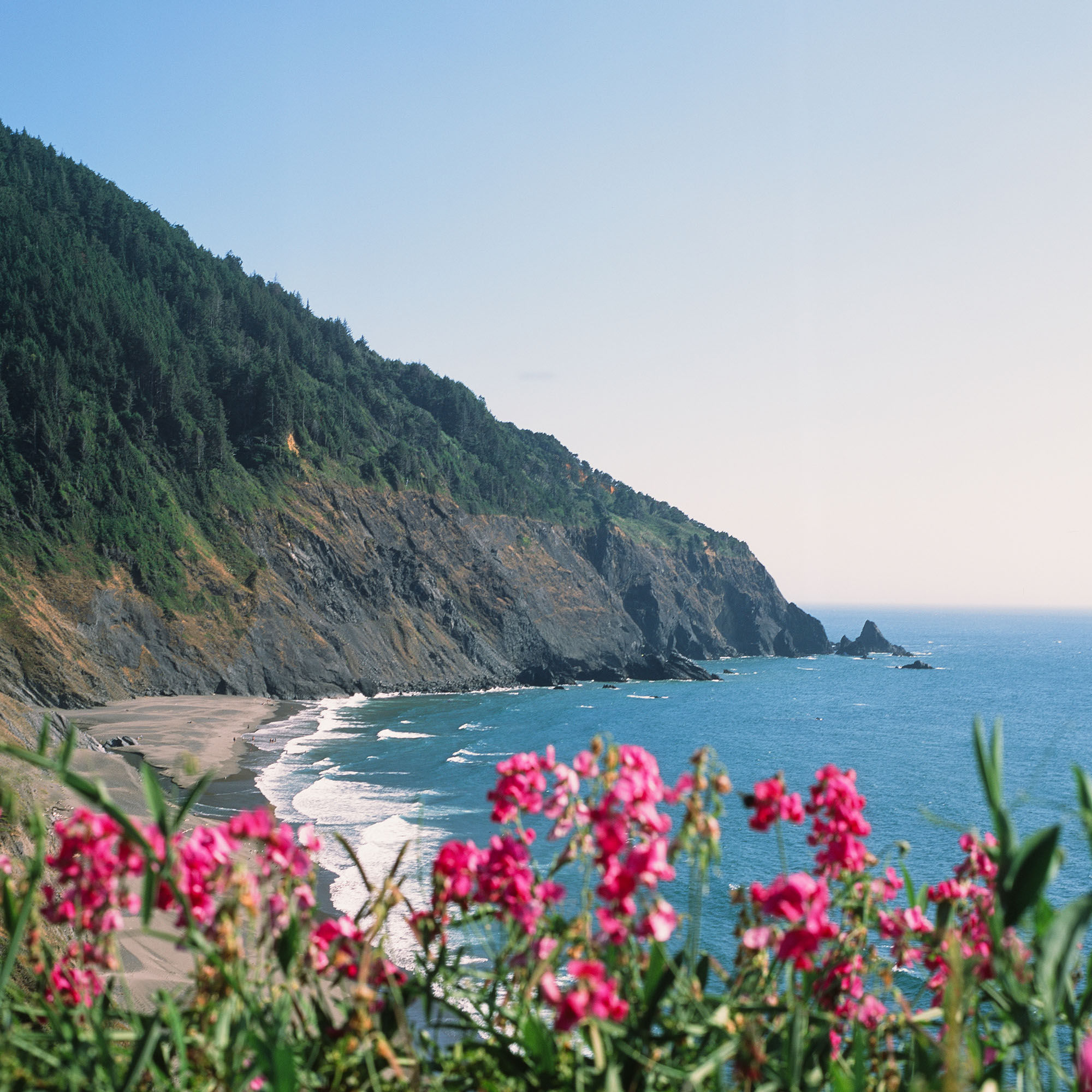 Oregon coast with flowers in the foreground
