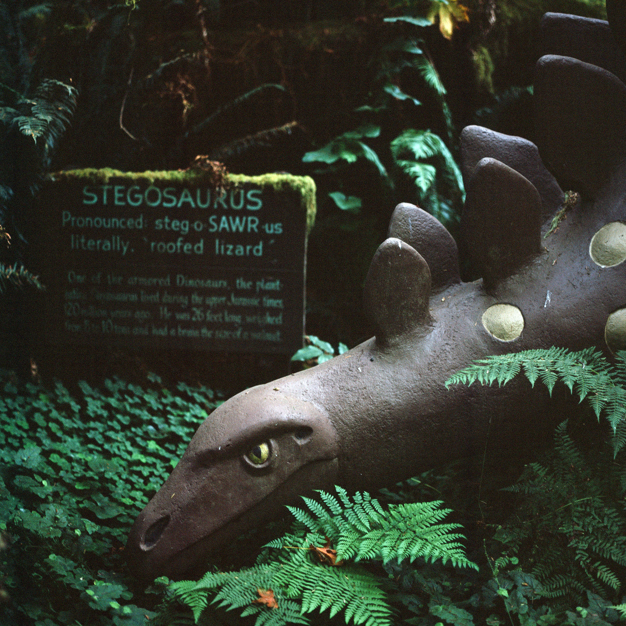 Life-size stegosaurus sculpture
