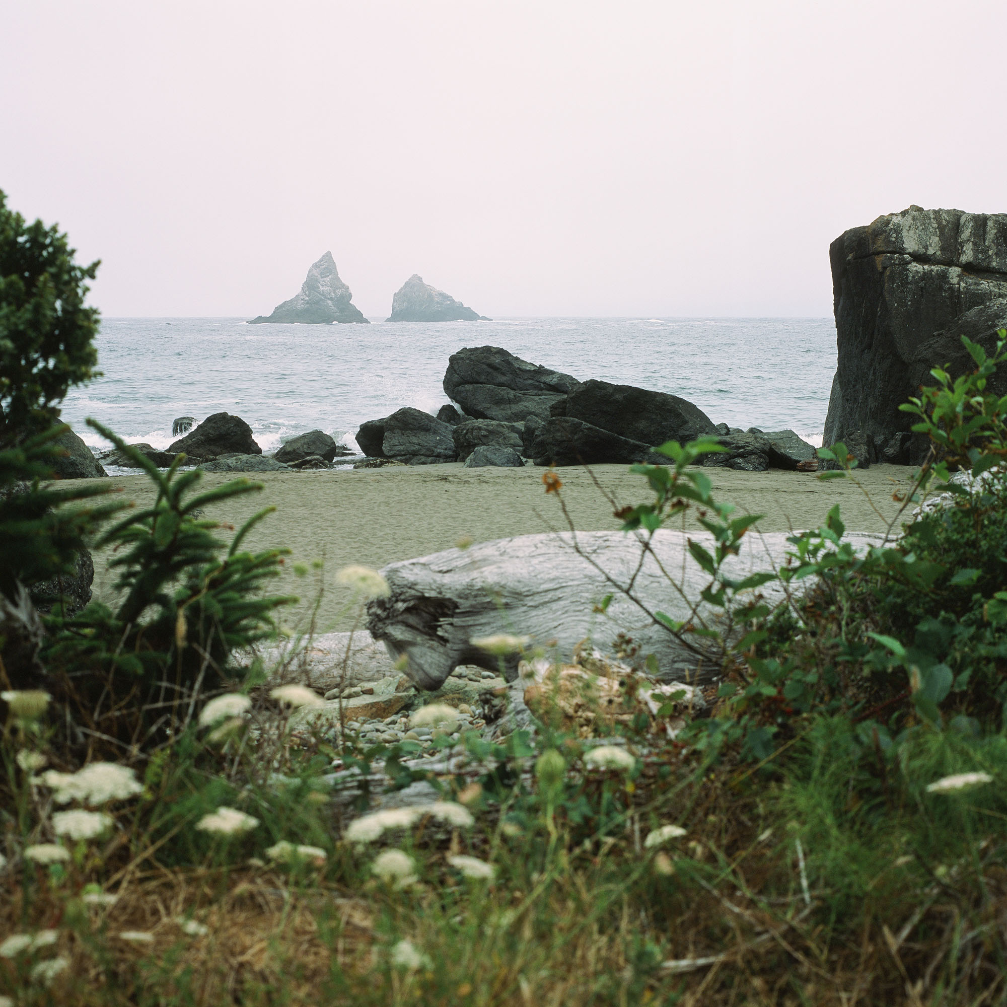 Looking through flowers at rocks on a distant beach