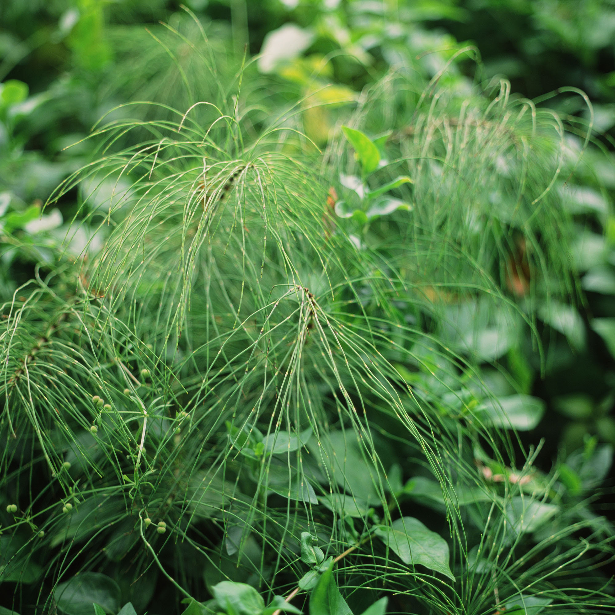 Close up of stringy plants