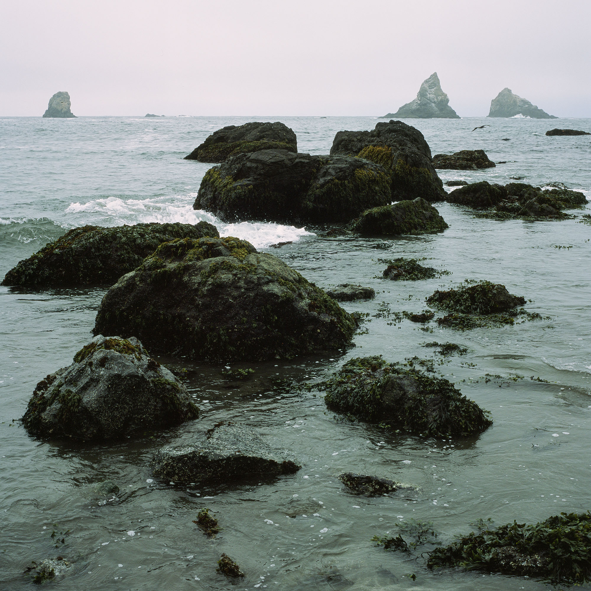 Kelp-covered rocks on the coast