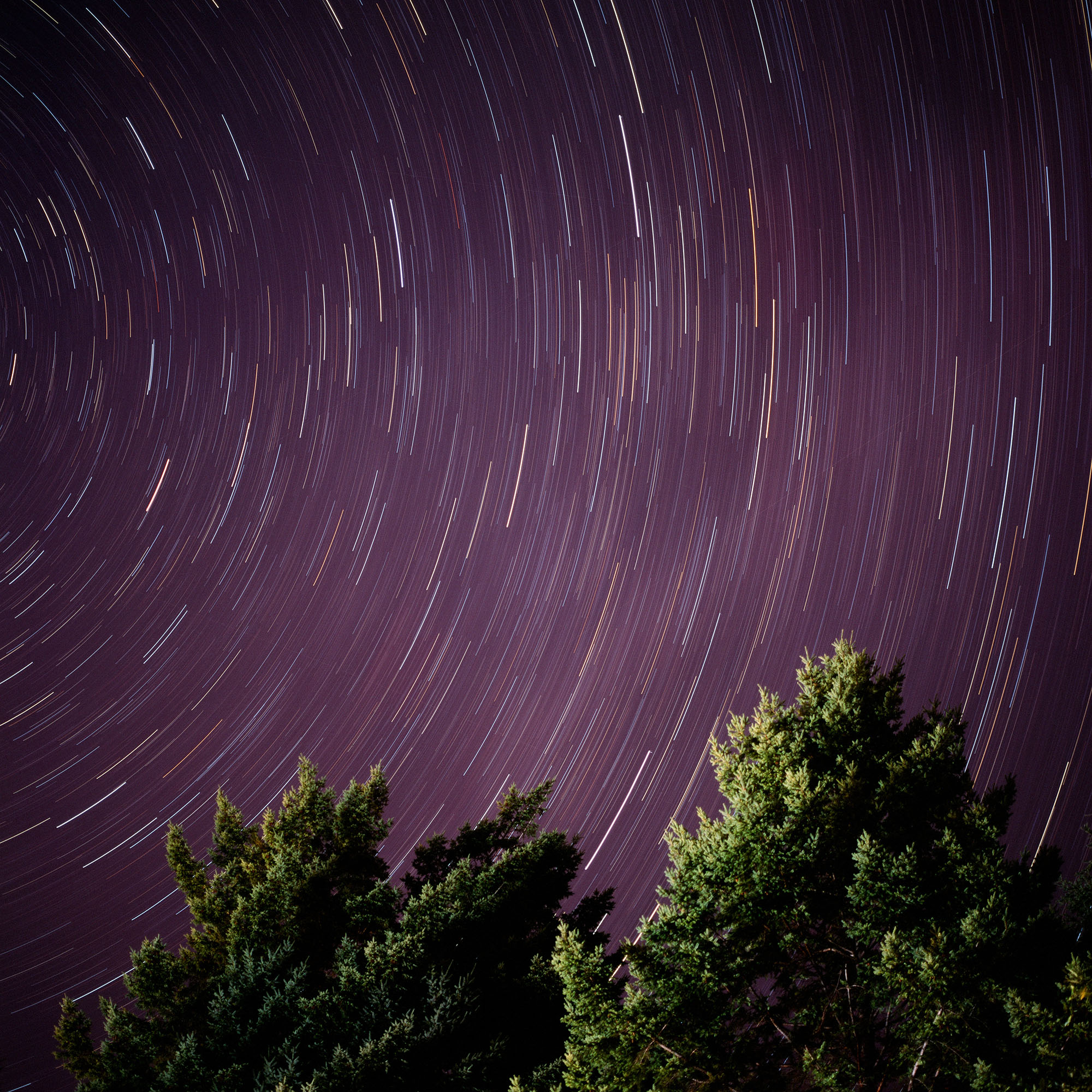 Star trails with evergreens