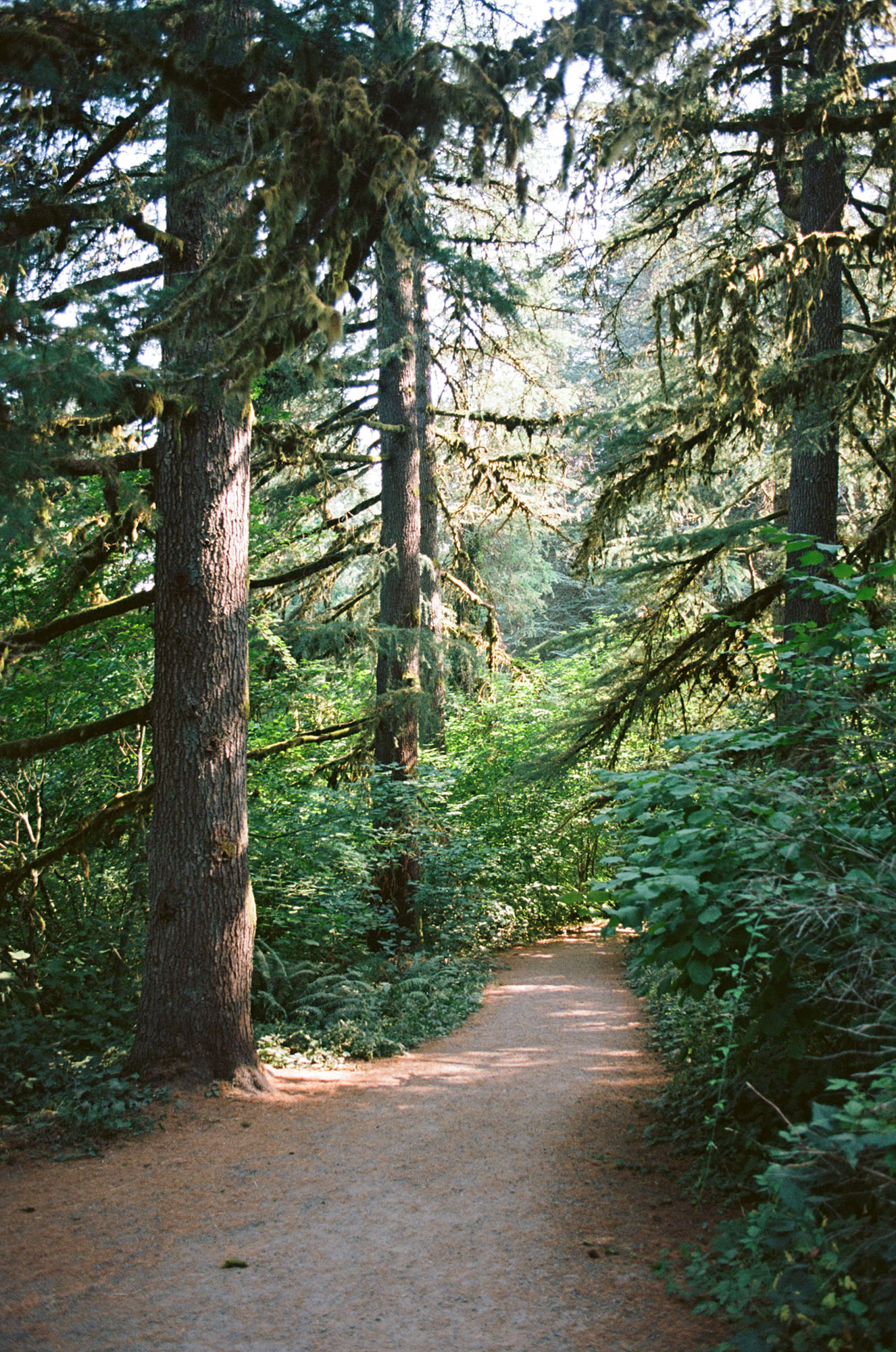 A large tree in a field