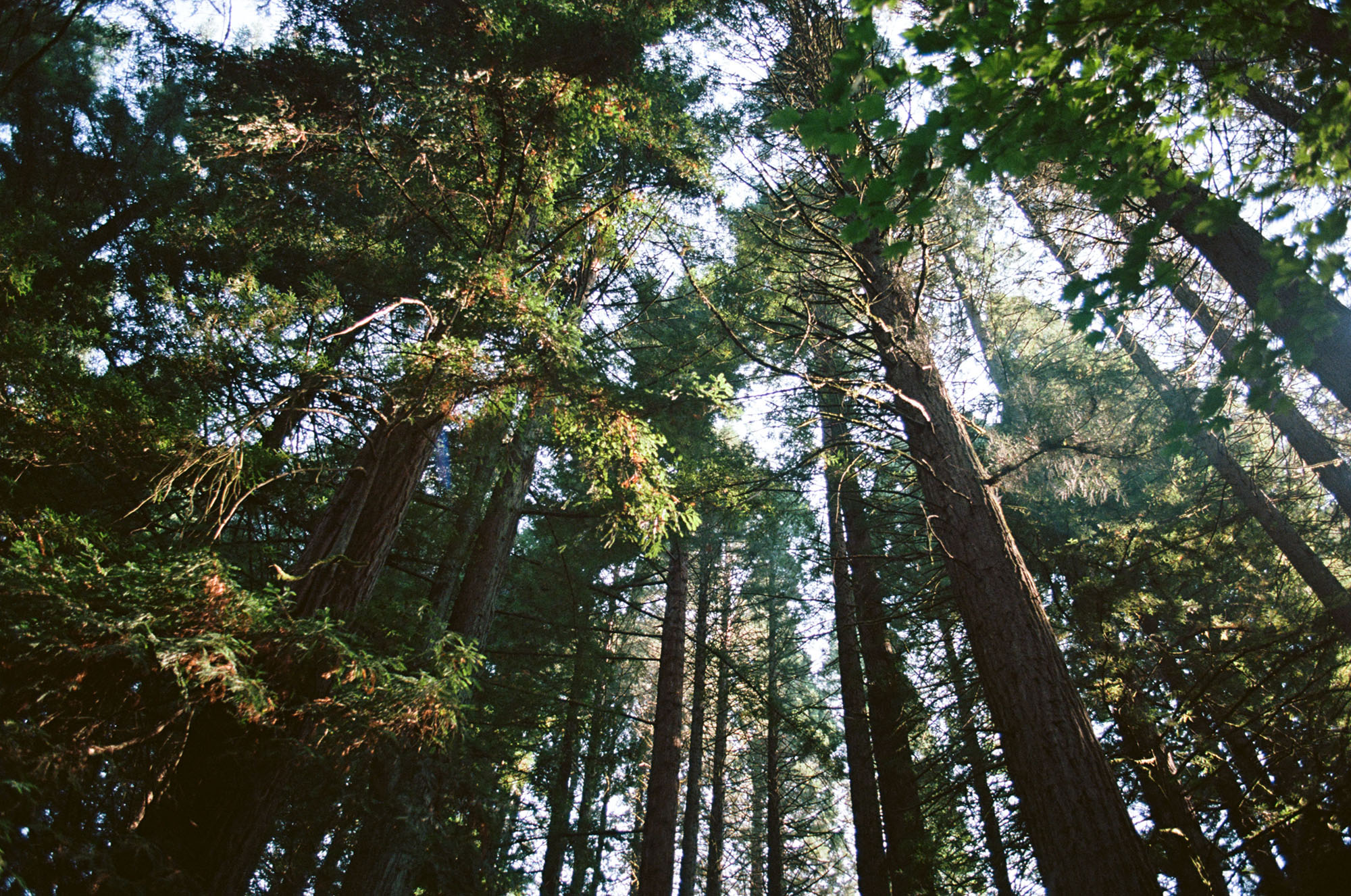 Looking up at redwood trees