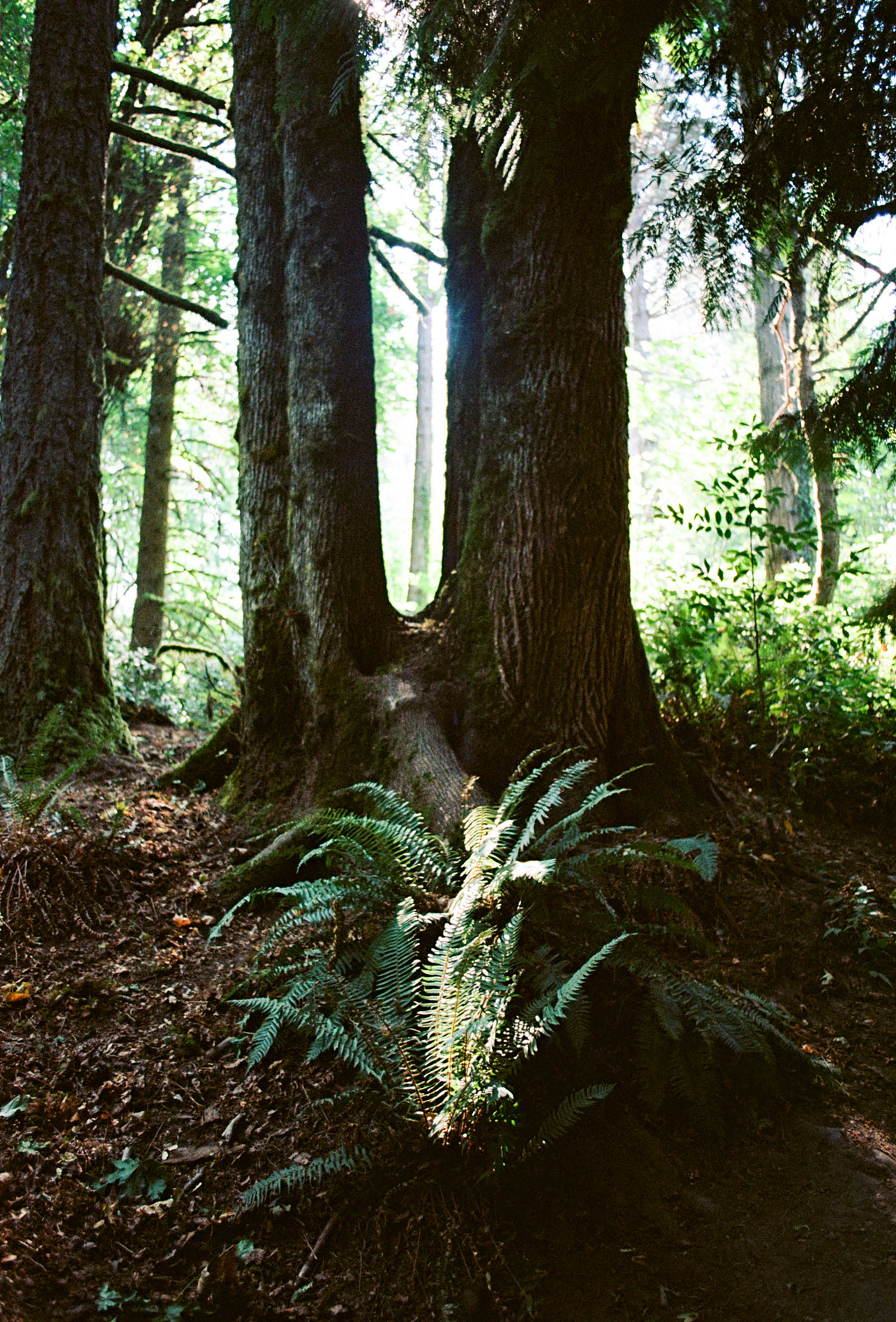Ferns sprouting at the base of a split tree