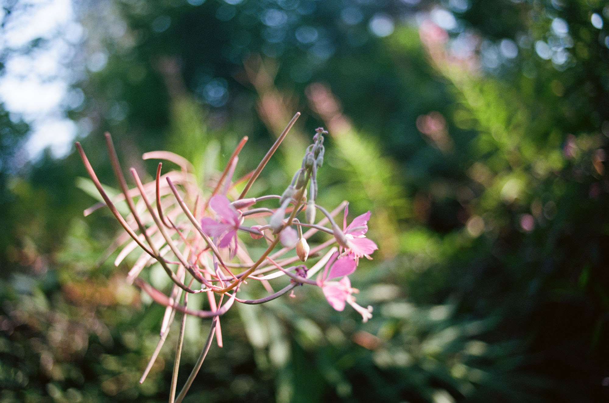 Close-up of some strange pink flowers