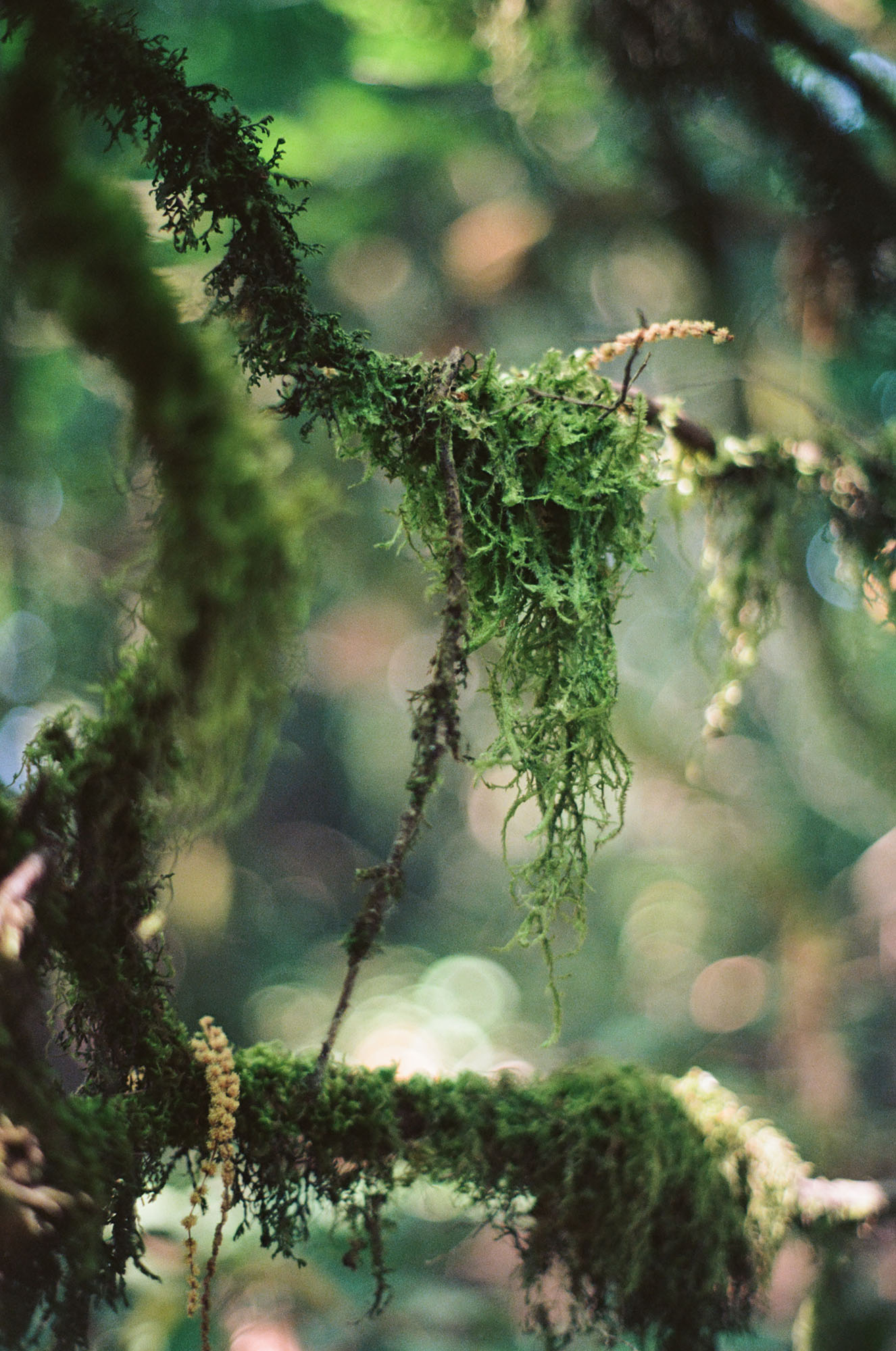 Close-up of moss hanging off a small branch