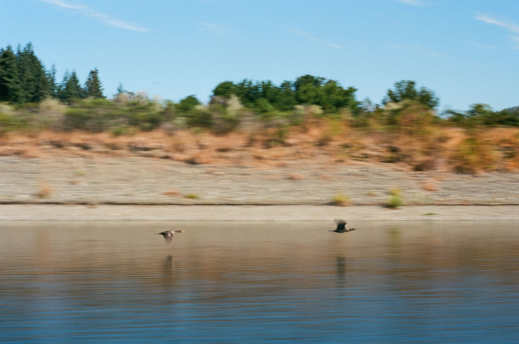 Two cormorants flying above the river's surface at speed