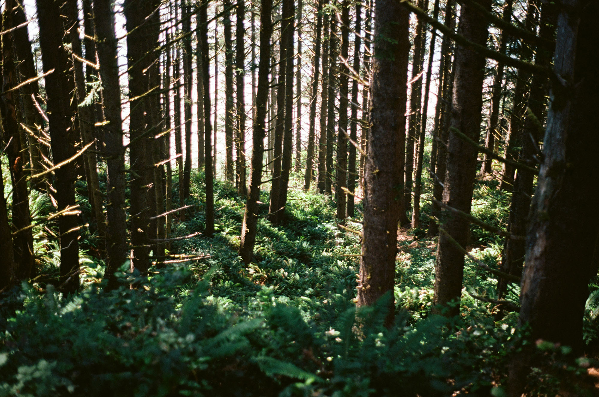 Looking down through lush trees at the coast