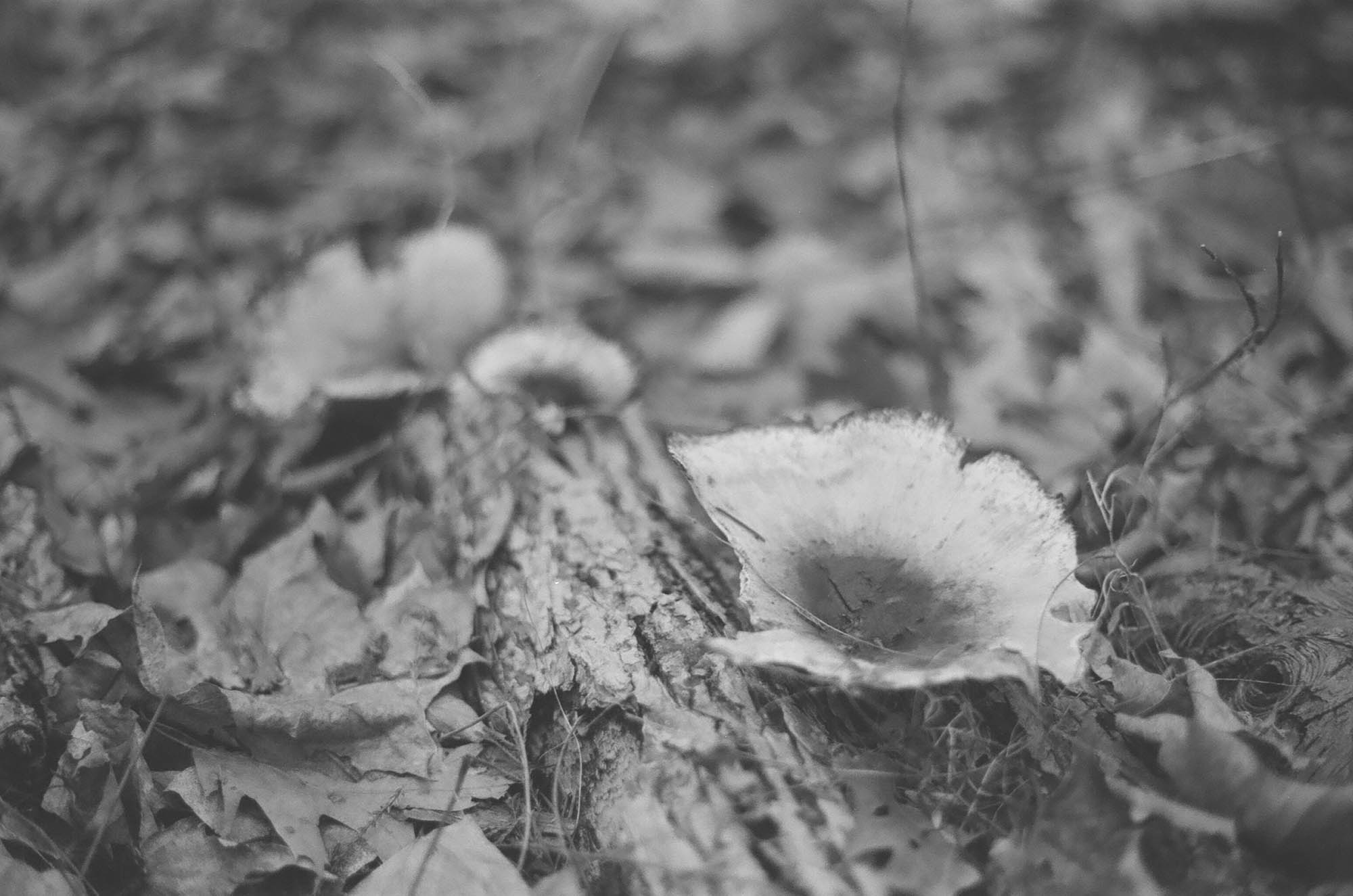 Fungus growing out of an old log in the wood
