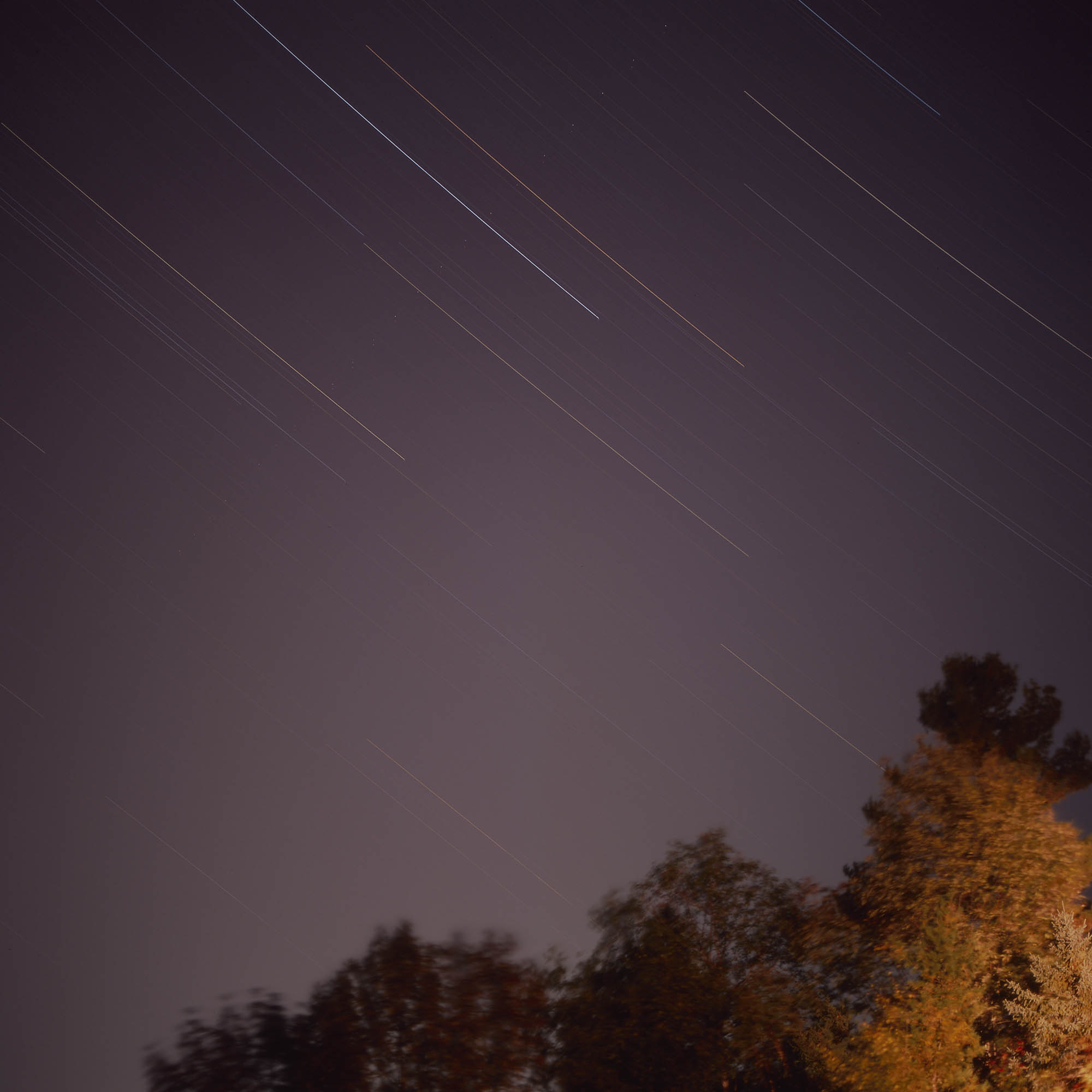 Star trails over trees