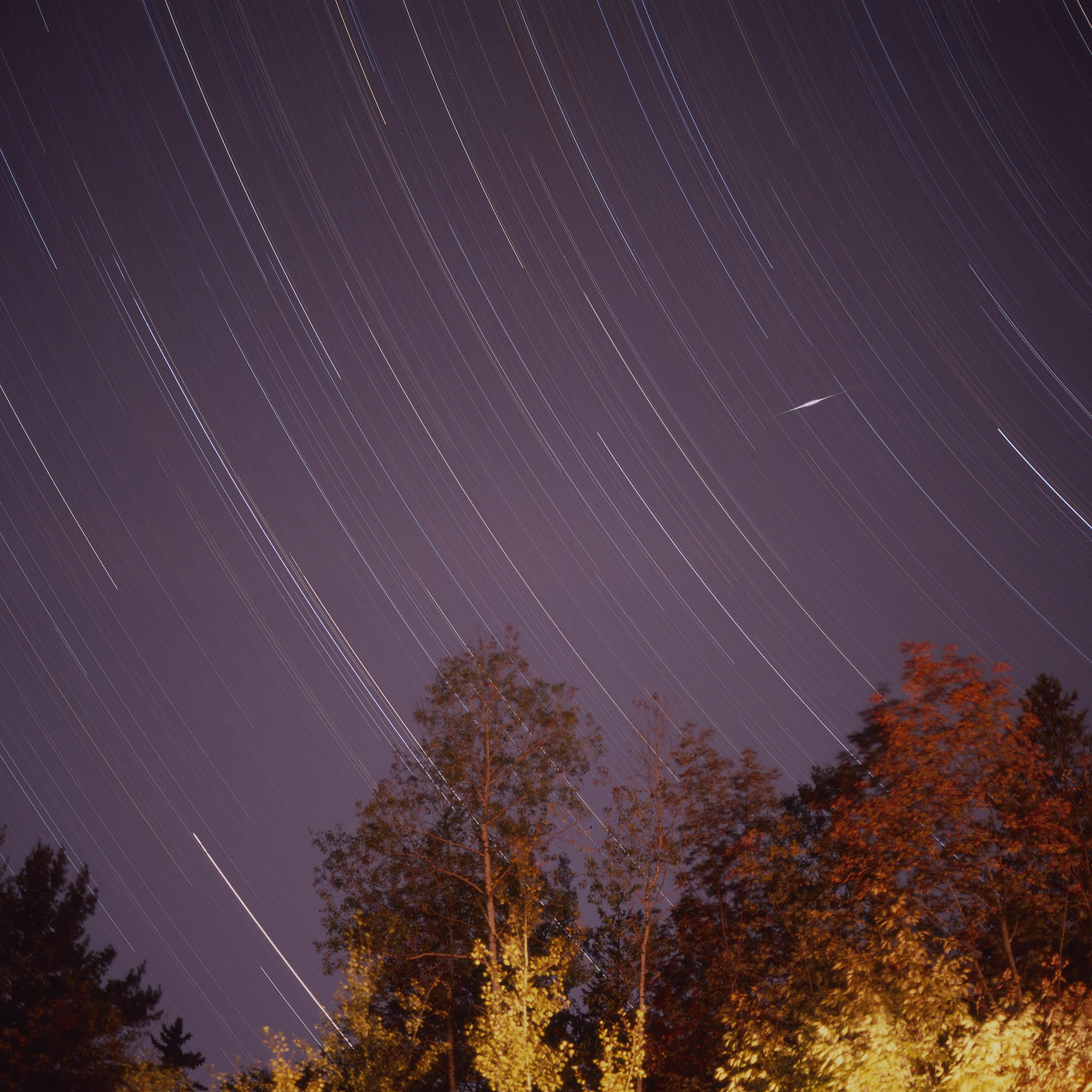 Star trails over trees