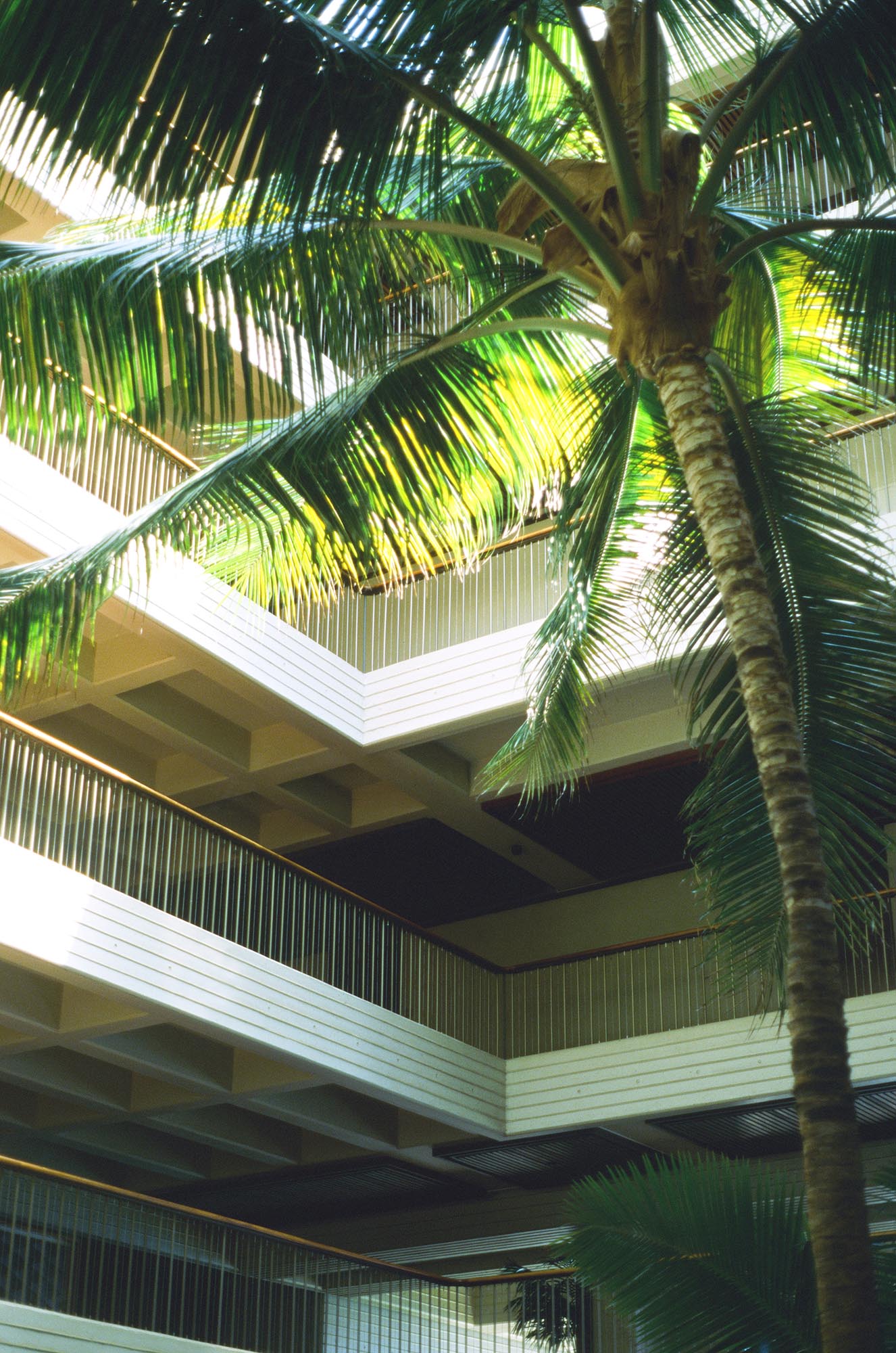 Interior balconies with a palm tree in the foreground