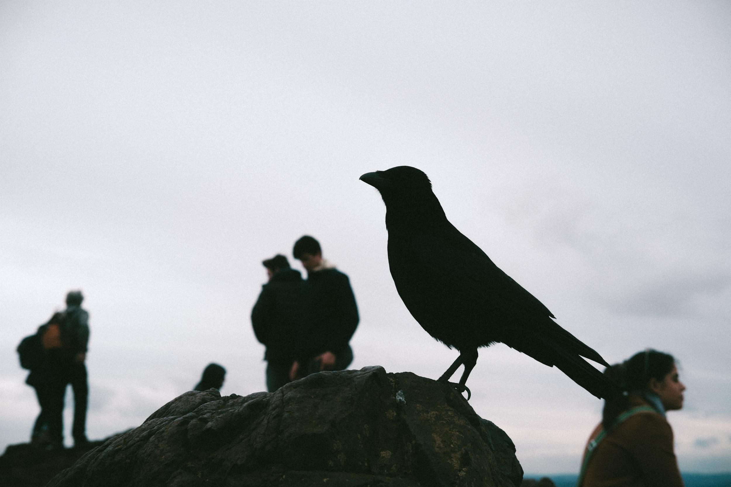 A crow in silhouette atop Arthur's Keep